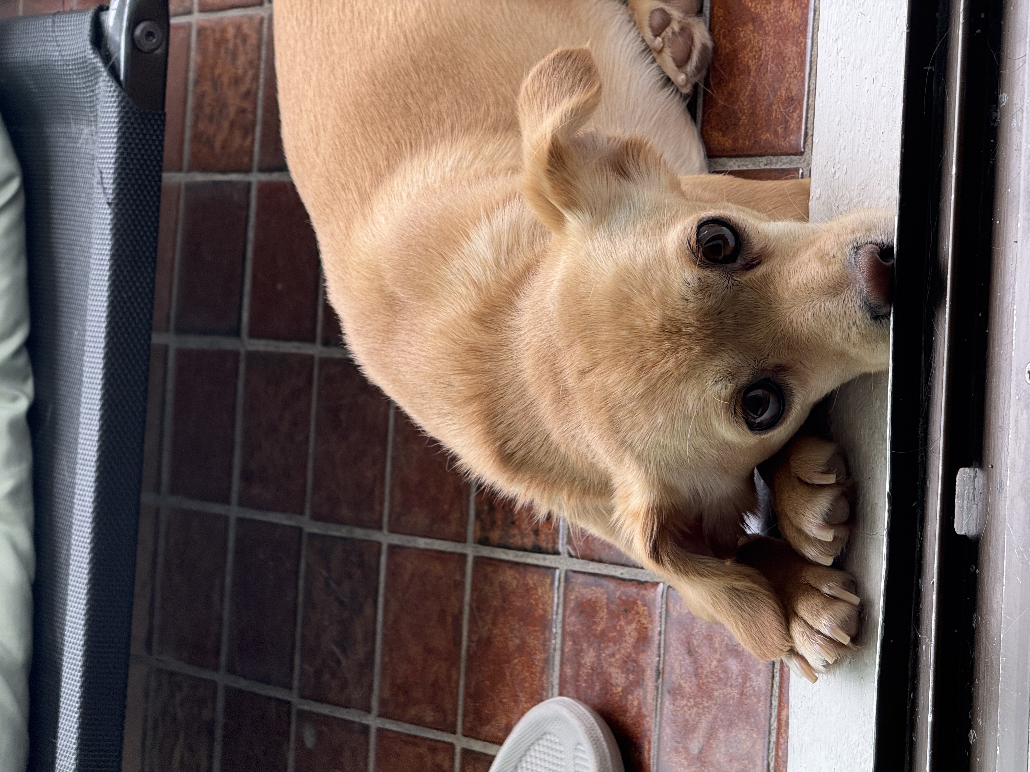 순대(리스터) 임시보호 사진입니다