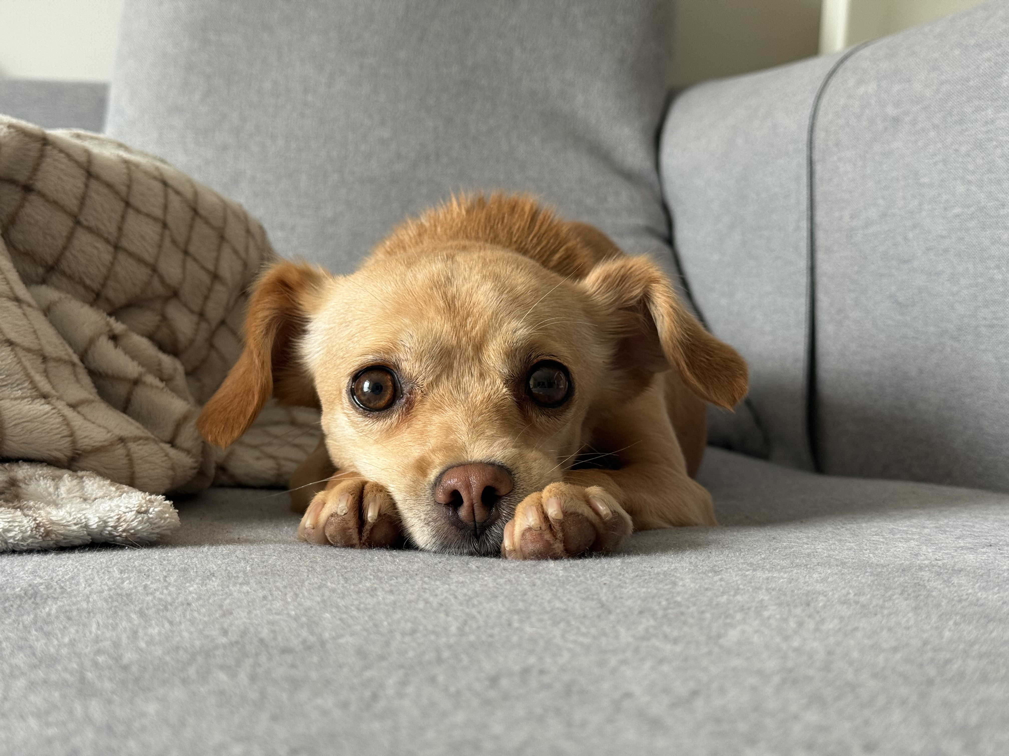 순대(리스터) 임시보호 사진입니다