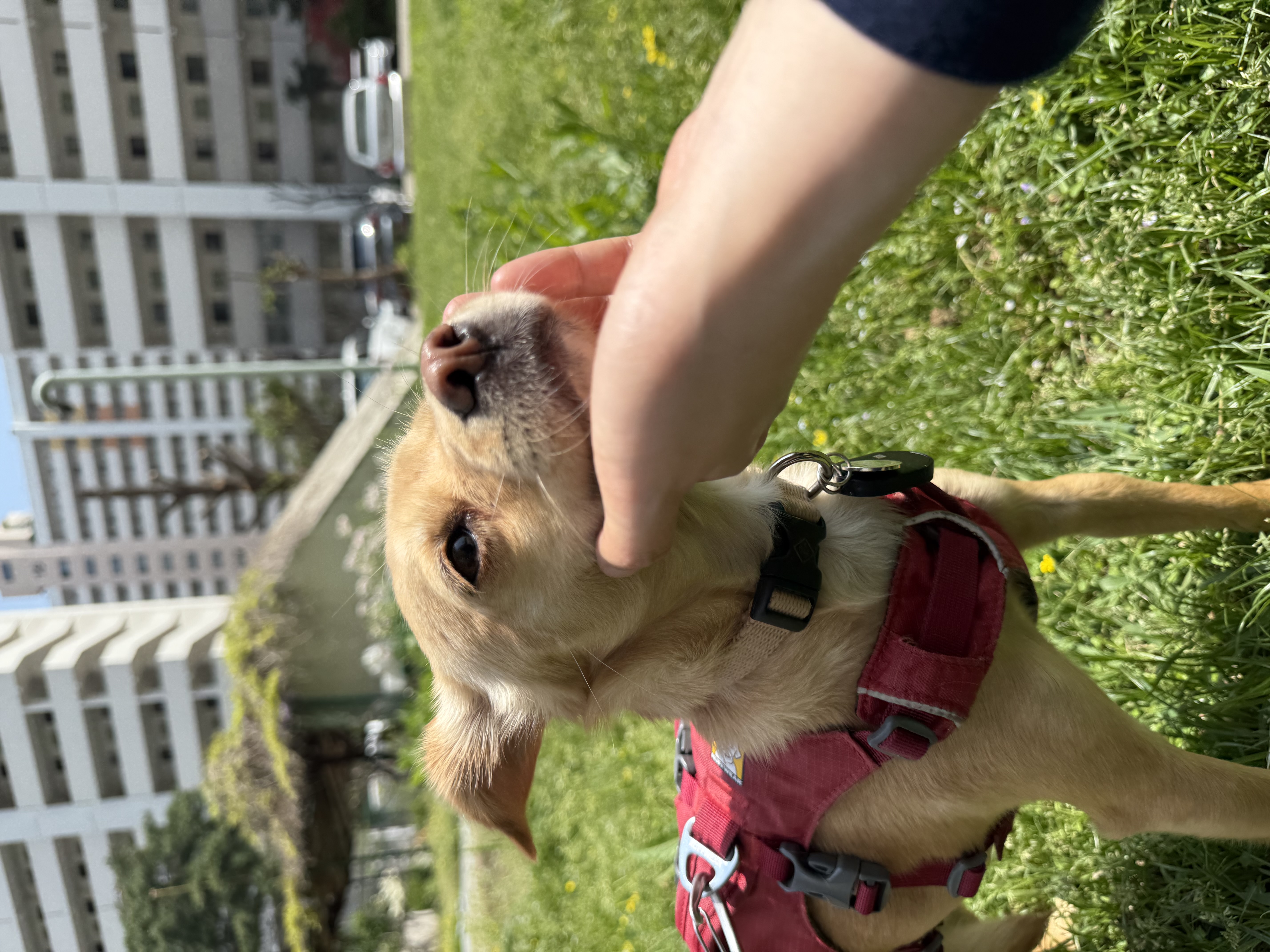 순대(리스터) 임시보호 사진입니다