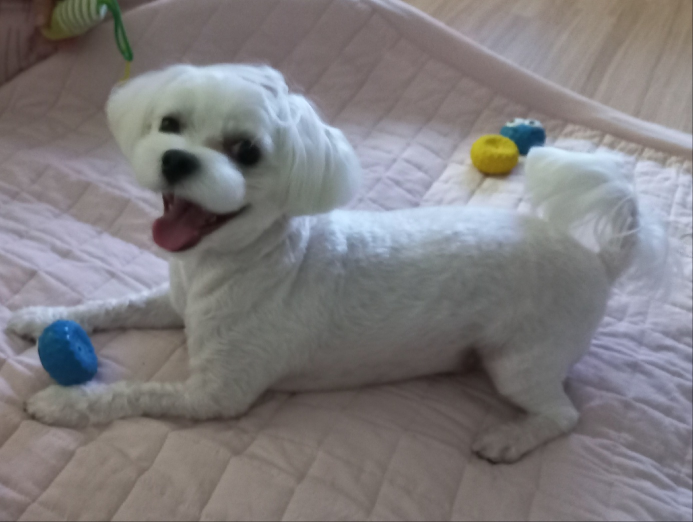 퐁이(구;강온이)가 온지 일년이 되었어요^^