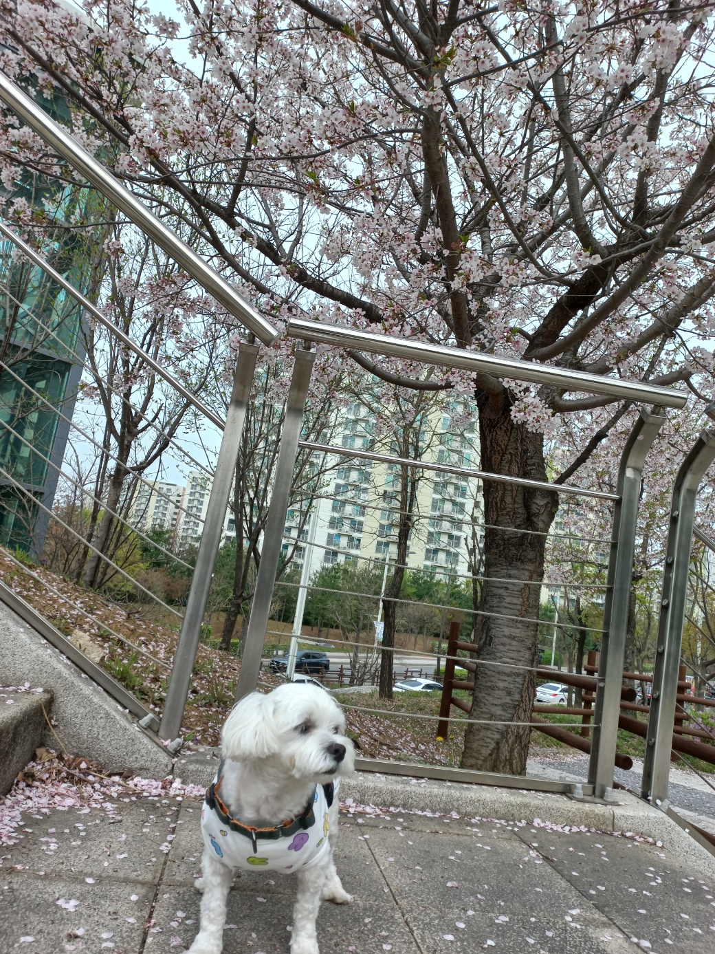 퐁이(구;강온이)가 온지 일년이 되었어요^^