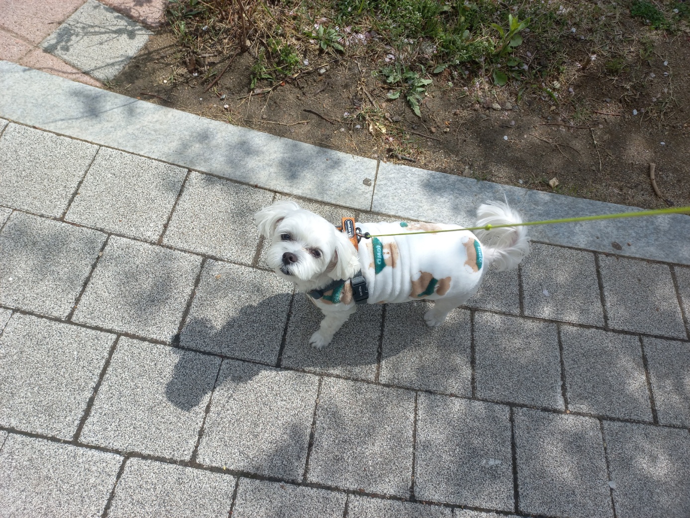 퐁이(구;강온이)가 온지 일년이 되었어요^^