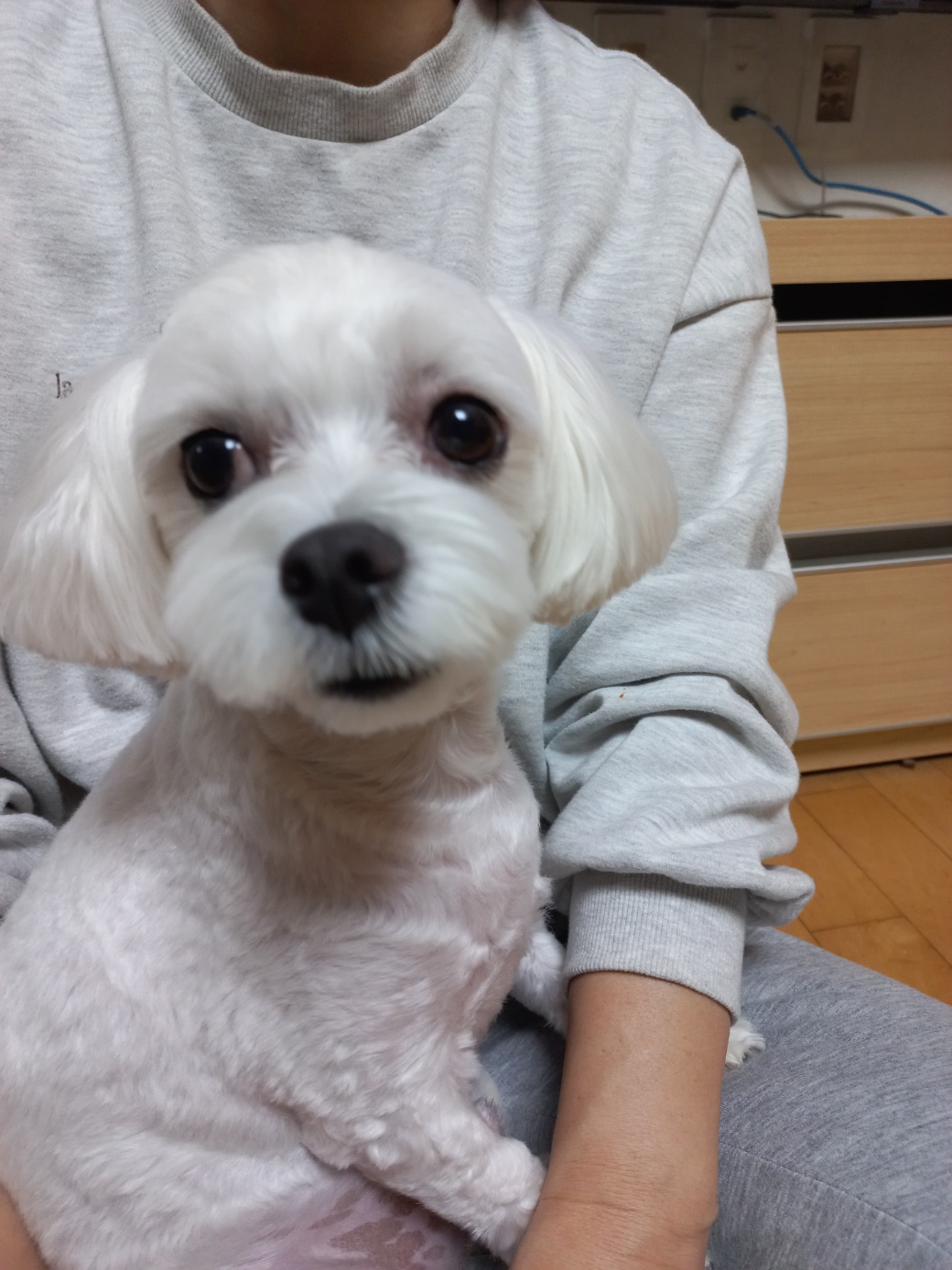 퐁이(구;강온이)가 온지 일년이 되었어요^^