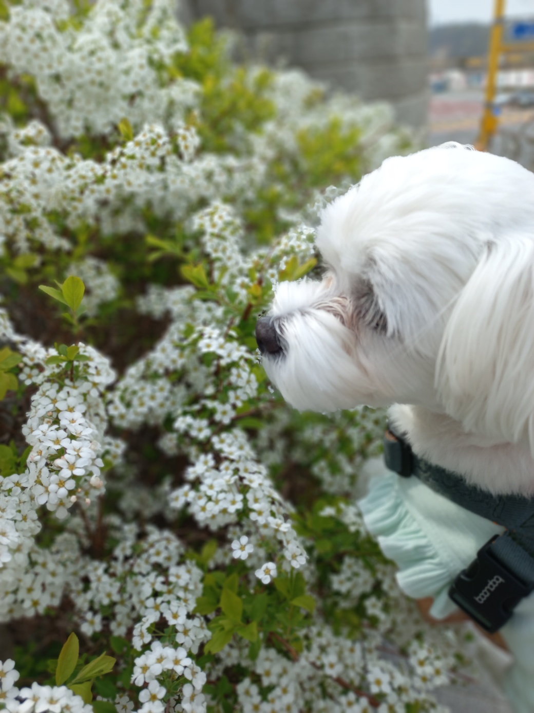 퐁이(구;강온이)가 온지 일년이 되었어요^^