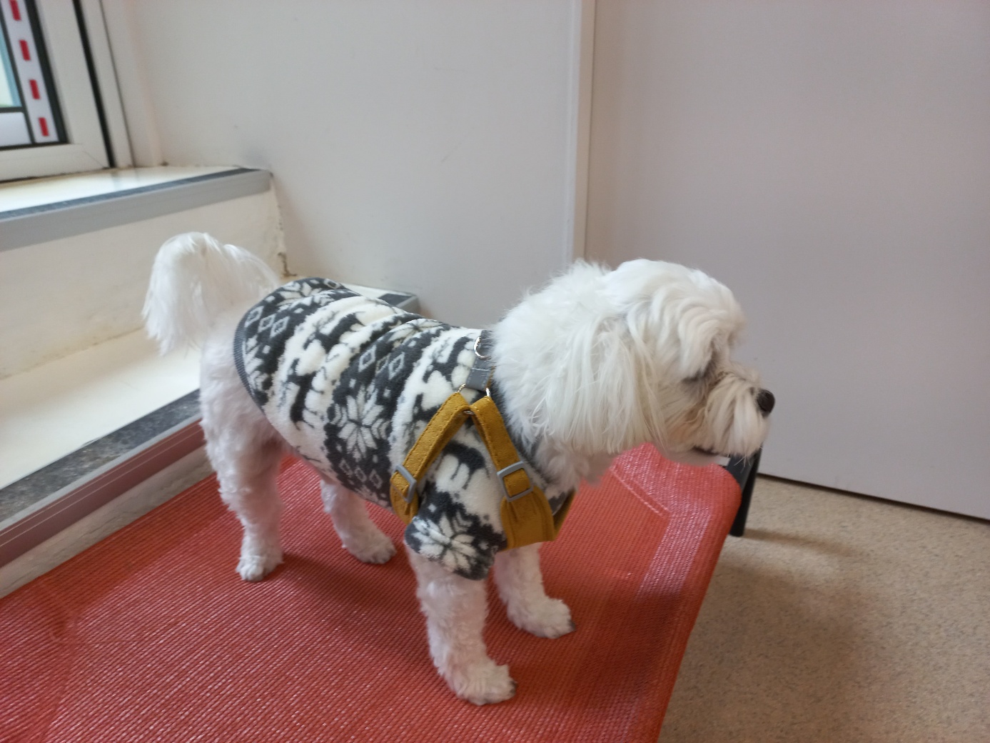 퐁이(구;강온이)가 온지 일년이 되었어요^^