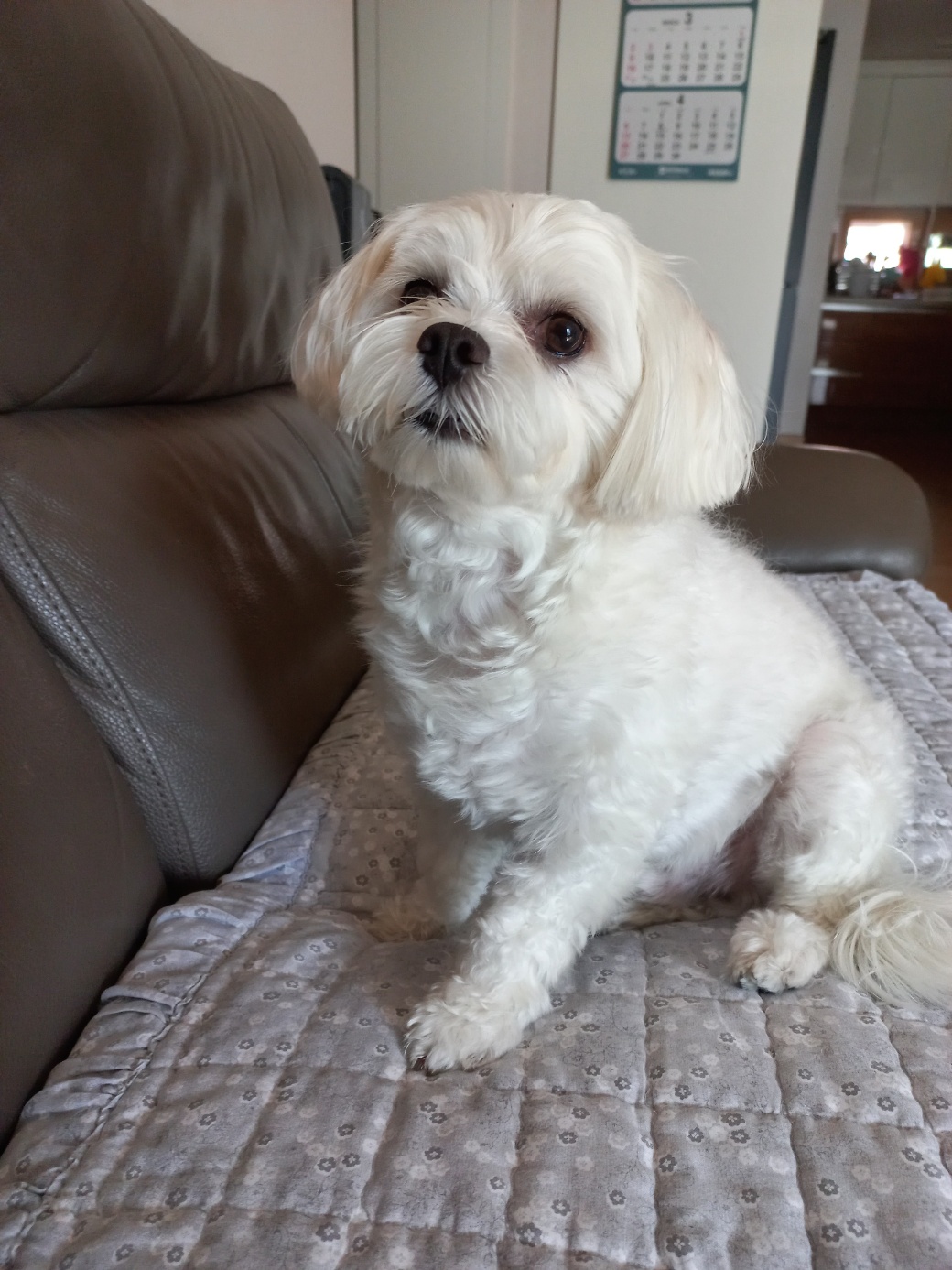 퐁이(구;강온이)가 온지 일년이 되었어요^^