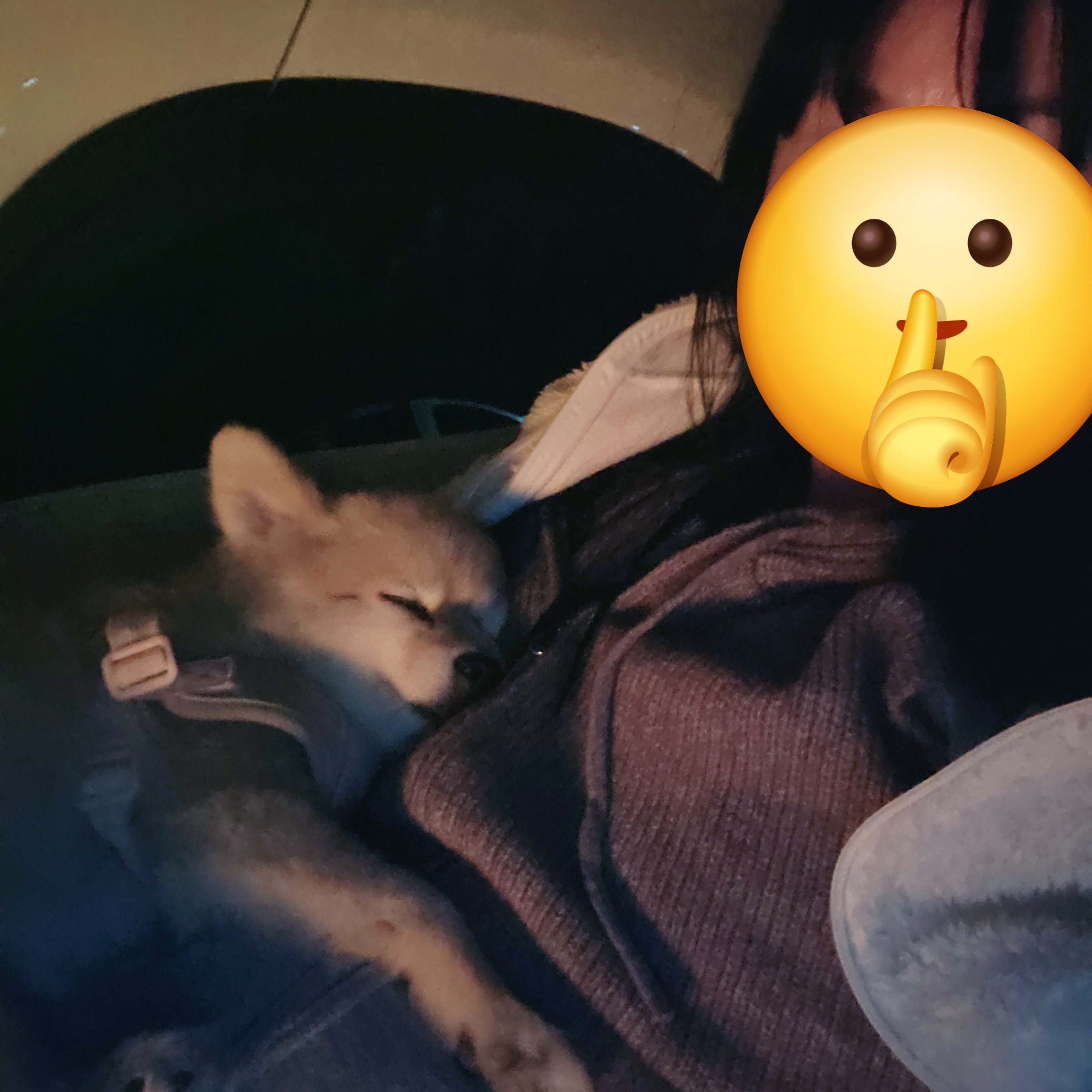달이(온새) 5년차 이야기~♡