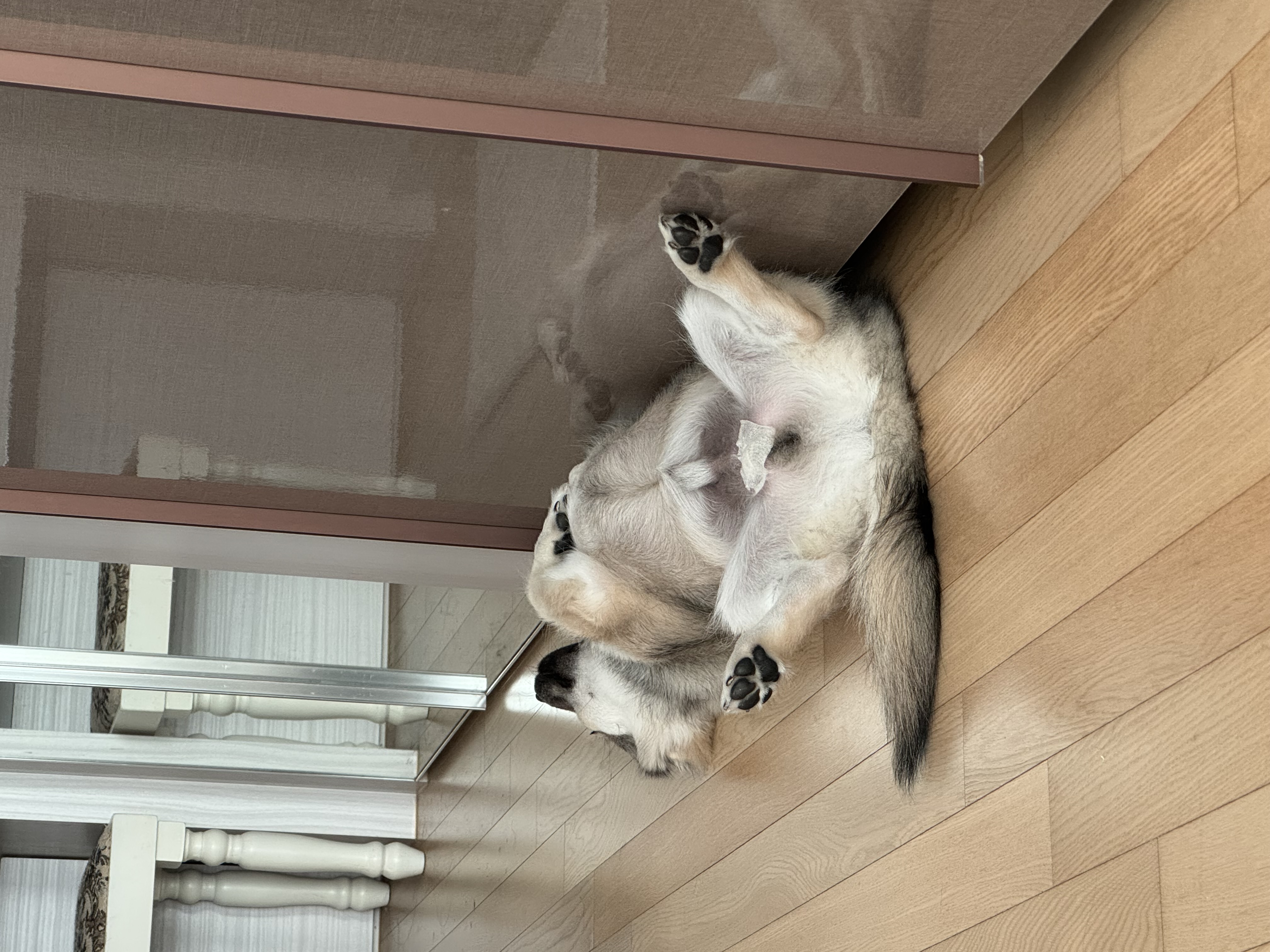 후추(대복이)랑 삼개월째 동거중
