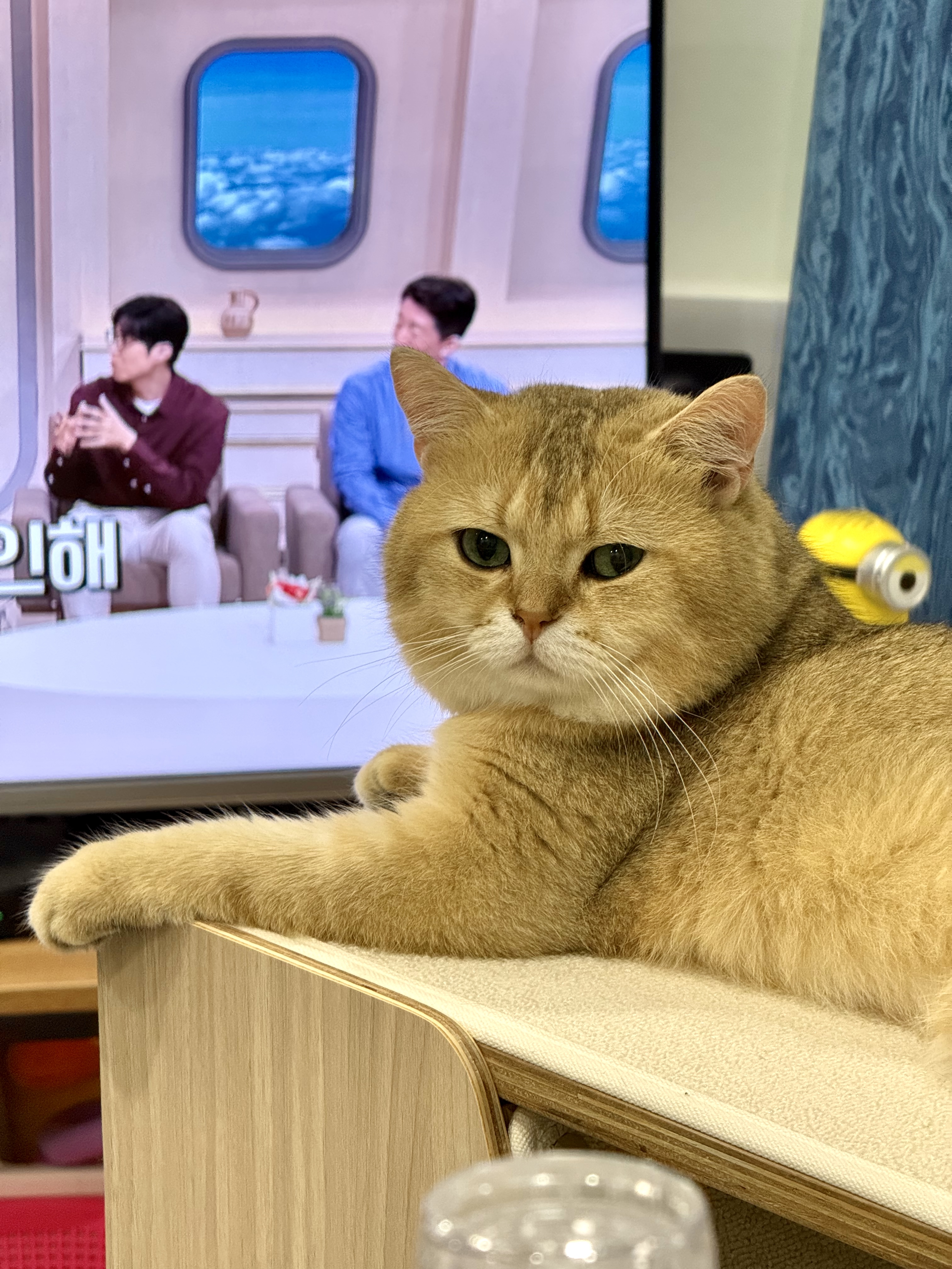이월이 입양 일주일차