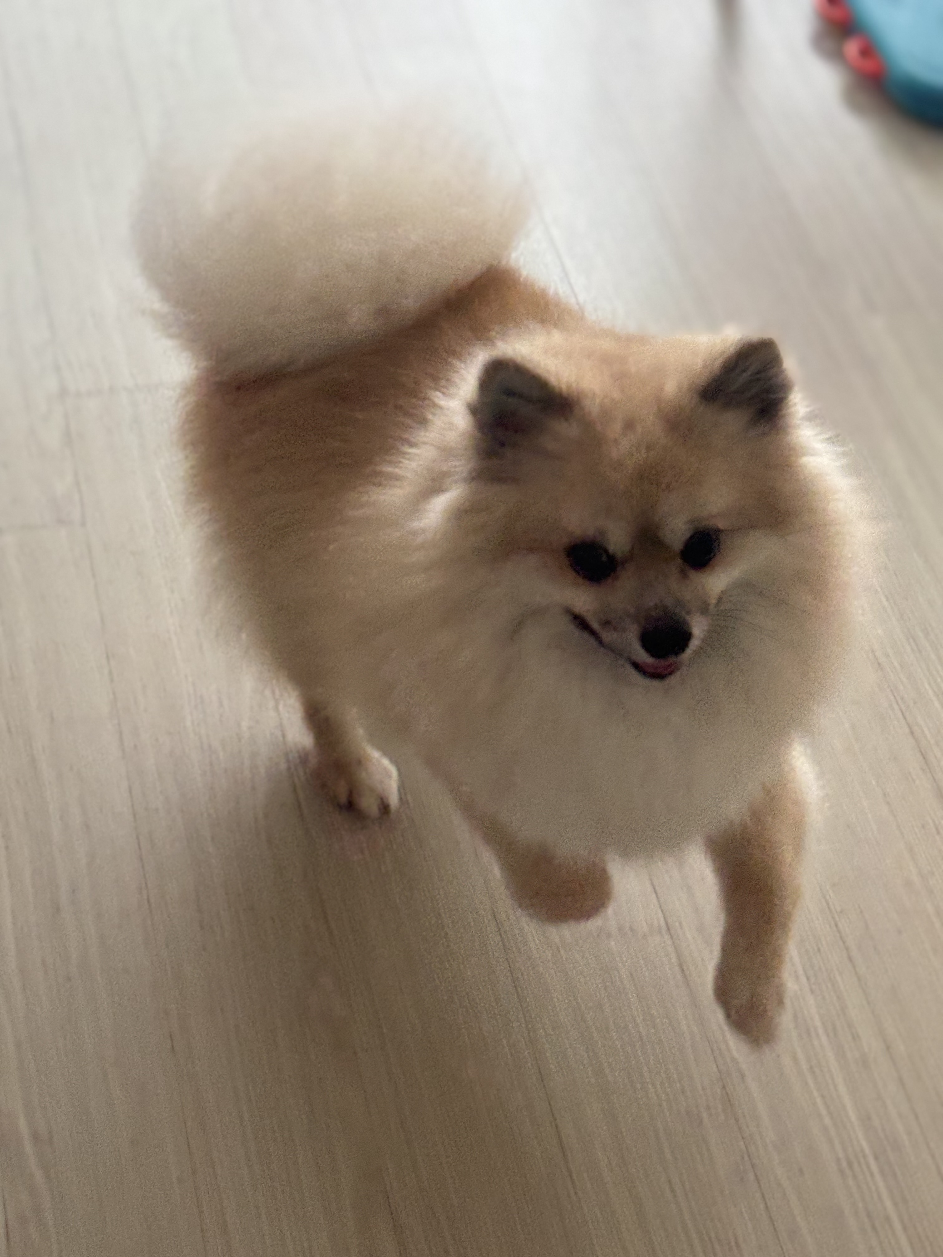 리안이 소식