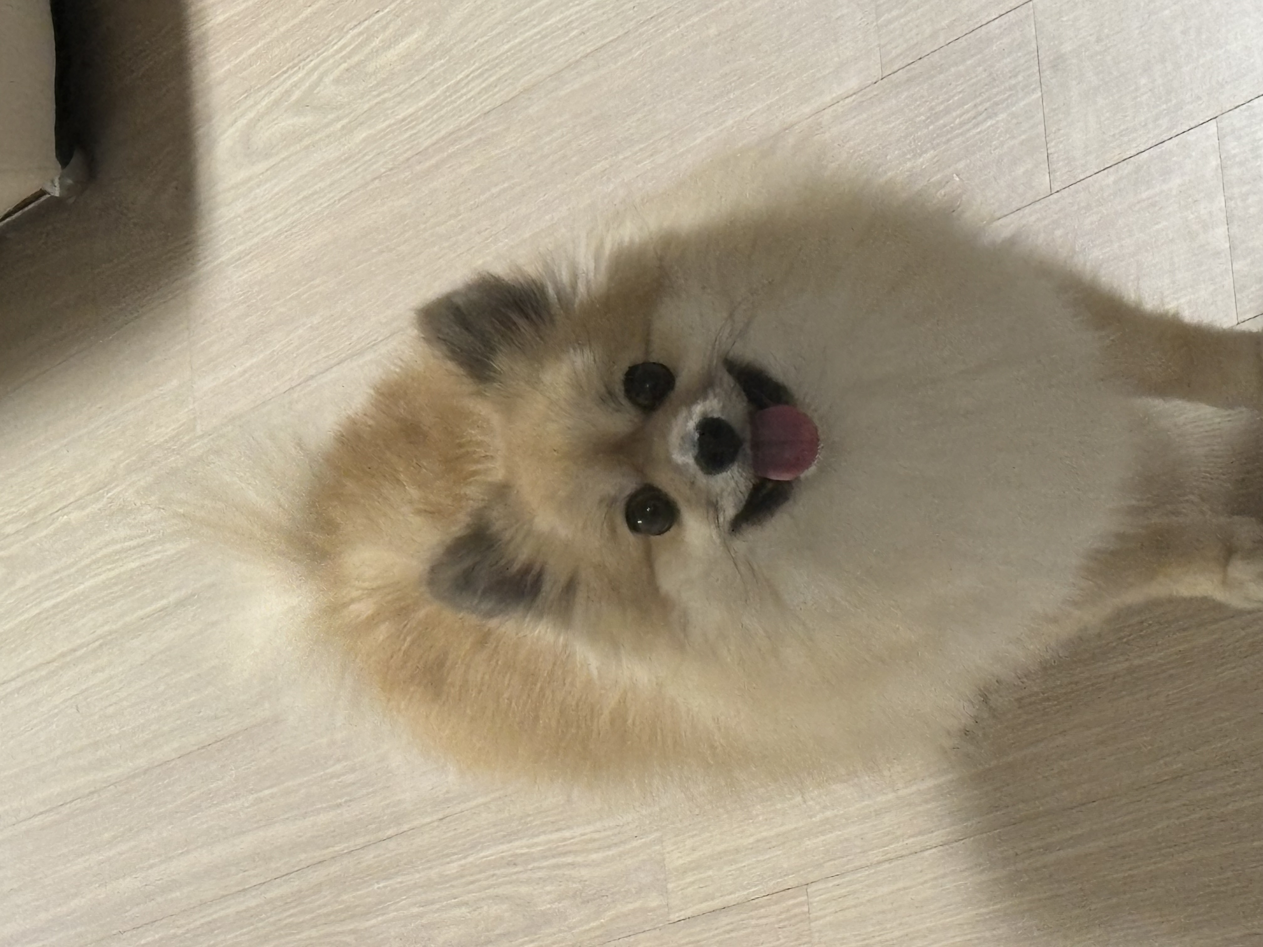 리안이 소식