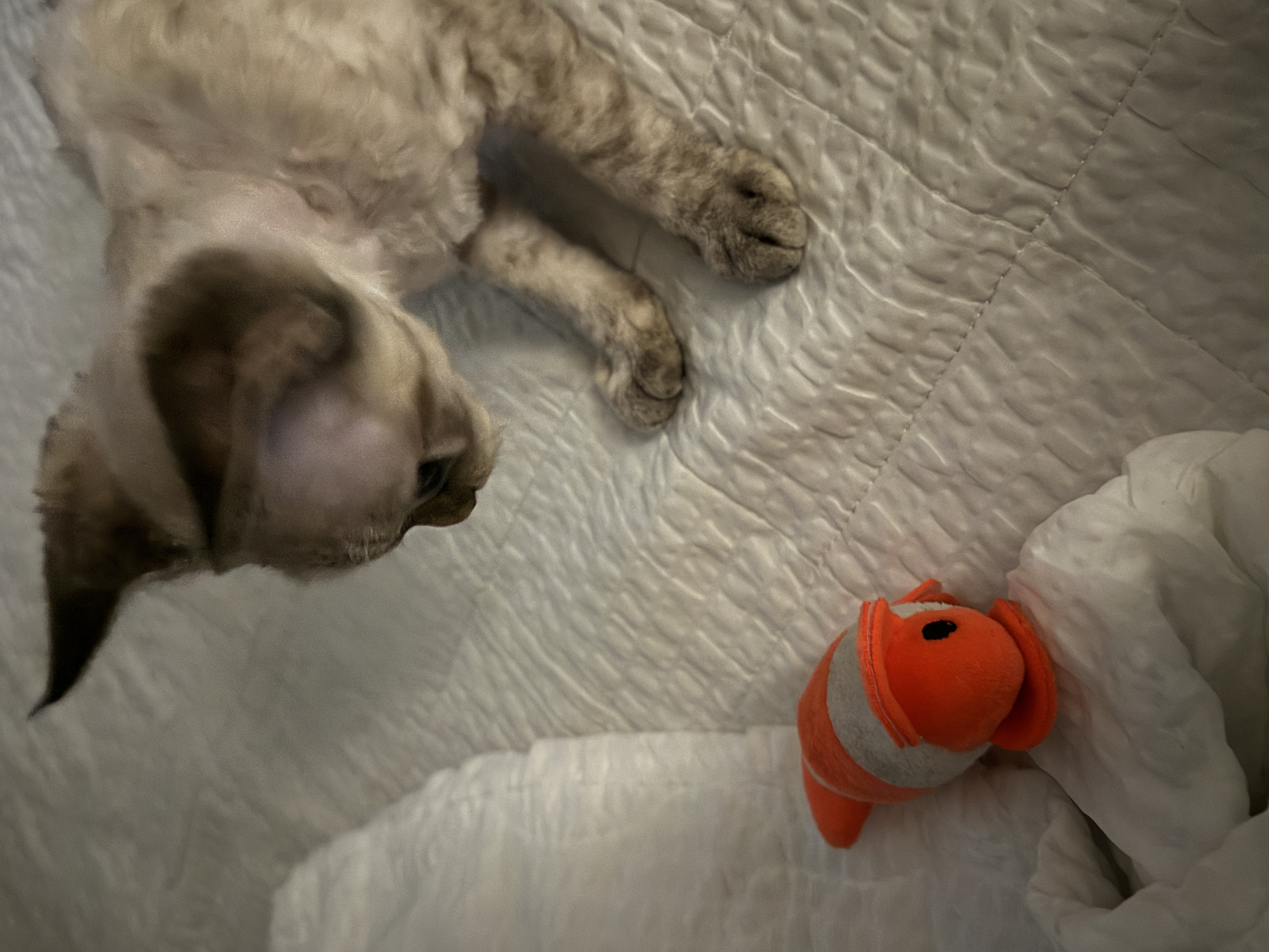 귀염둥이 새로 한달차