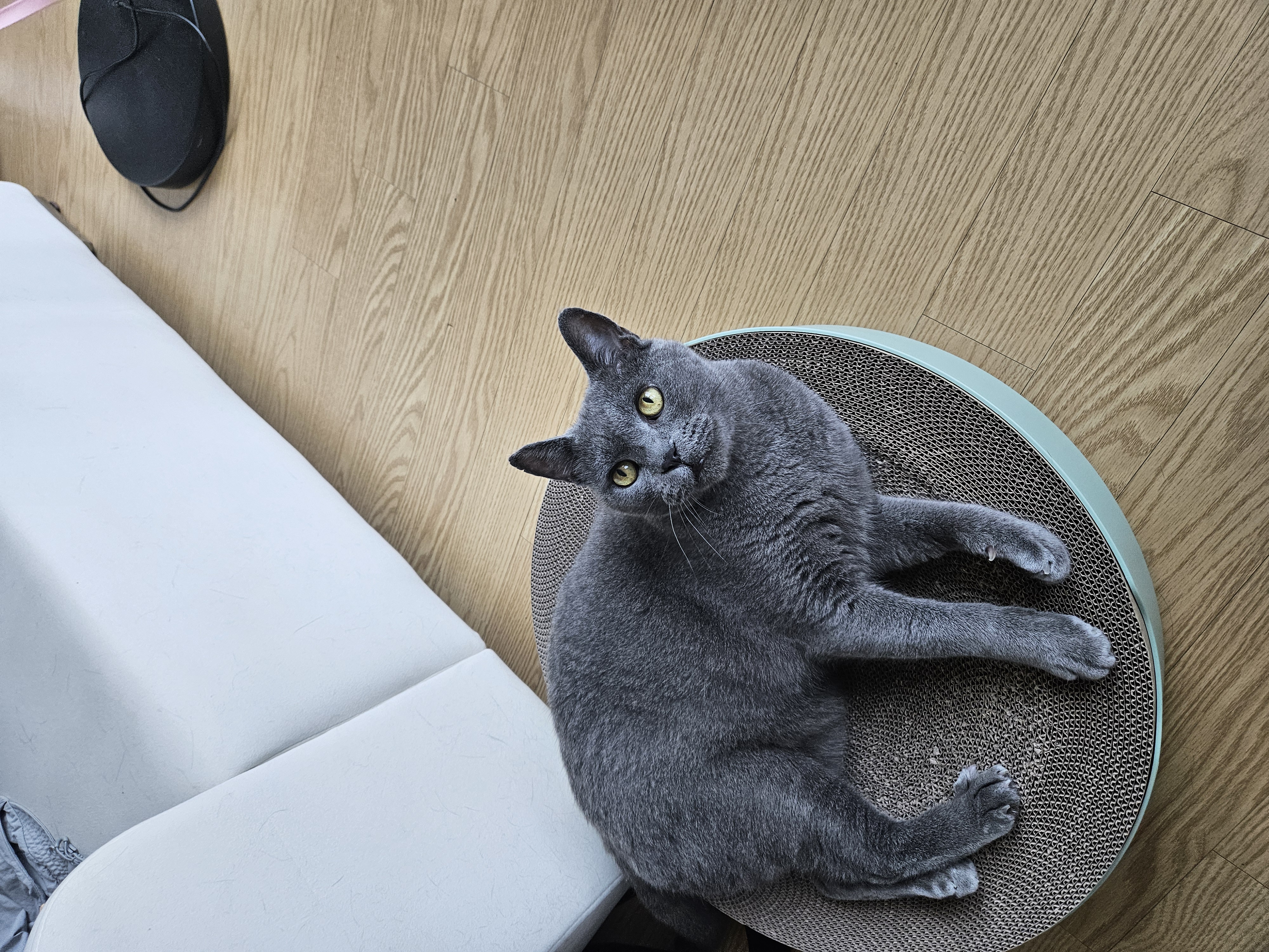 페이 (구 페퍼) 1달차  입양후기