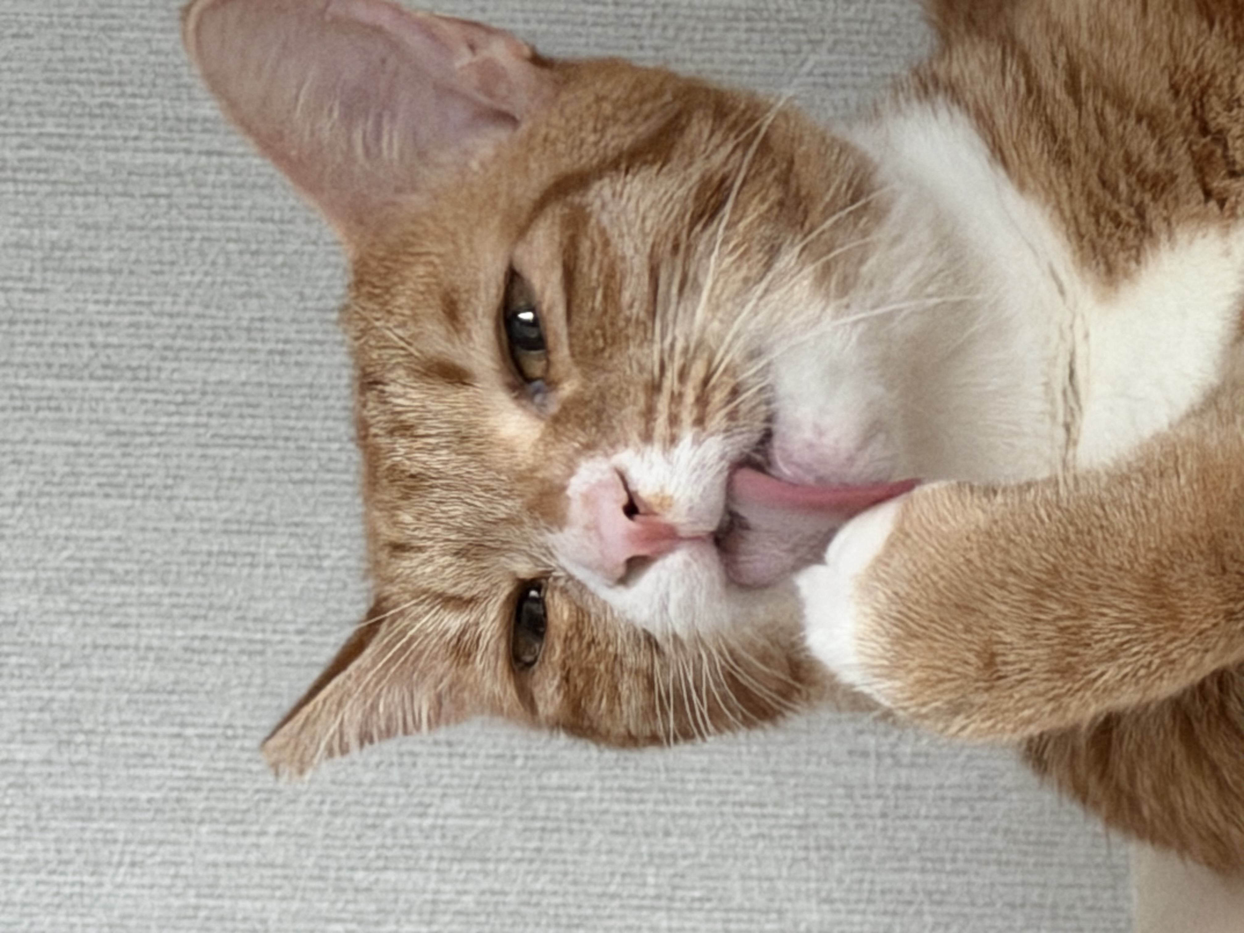 말랑콩떡과의 일년