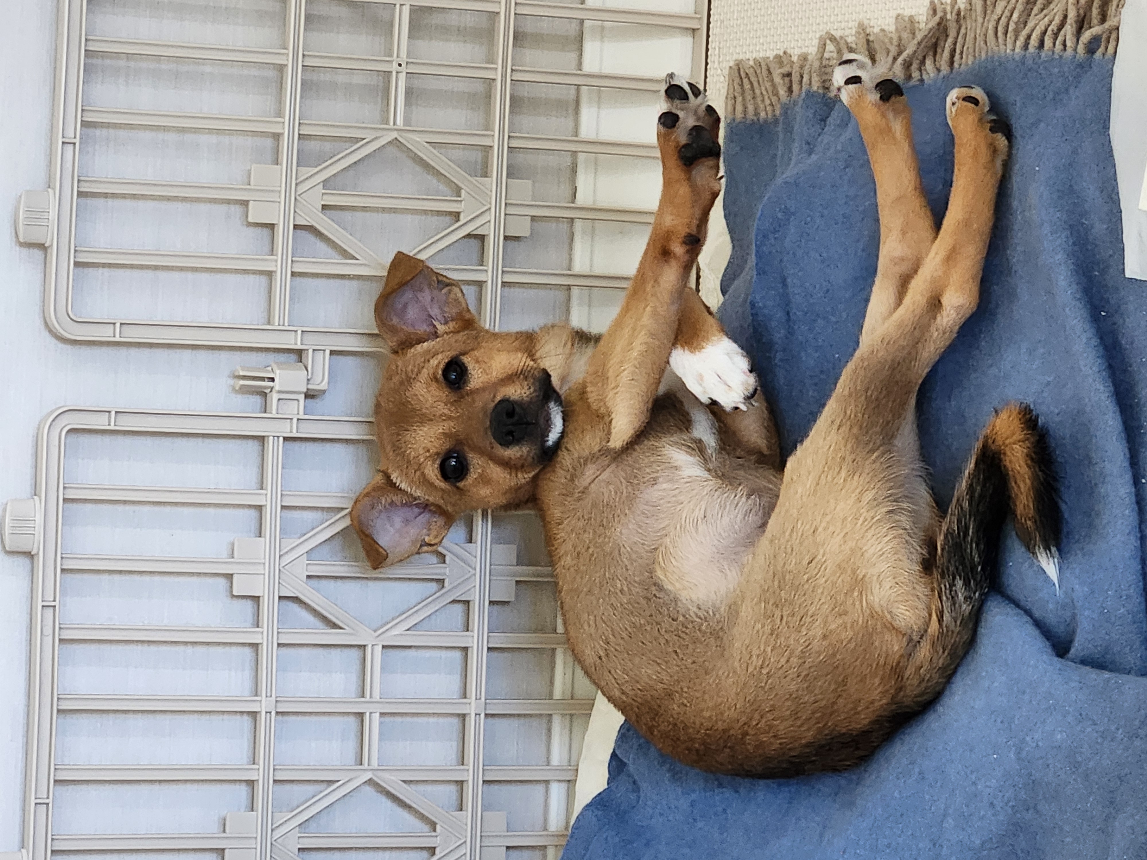 수온이(구.다다) 입양 후 한달 경과한 두번째 작성 후기