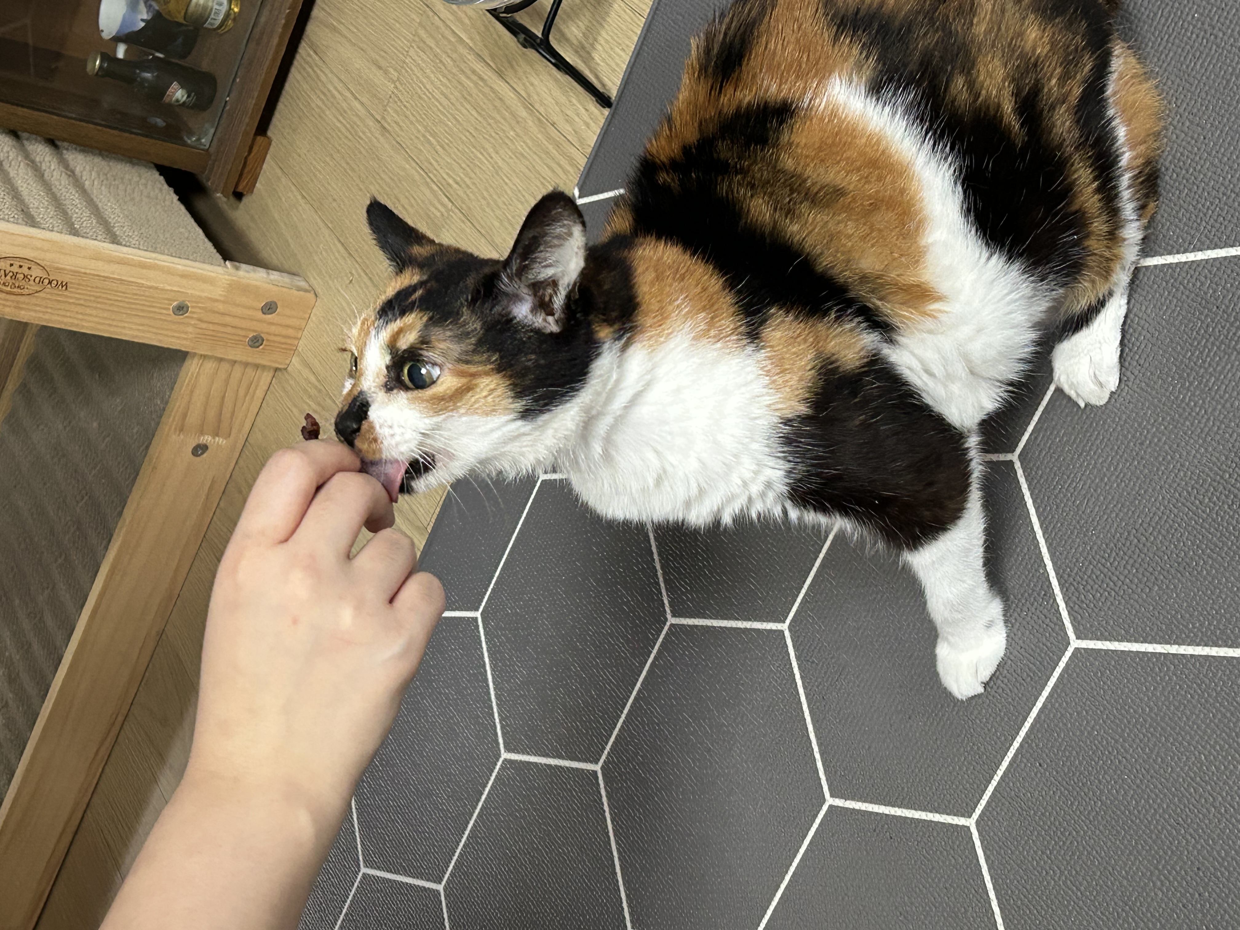 엄빠가 생기신 묘르신 달이(달냥이)