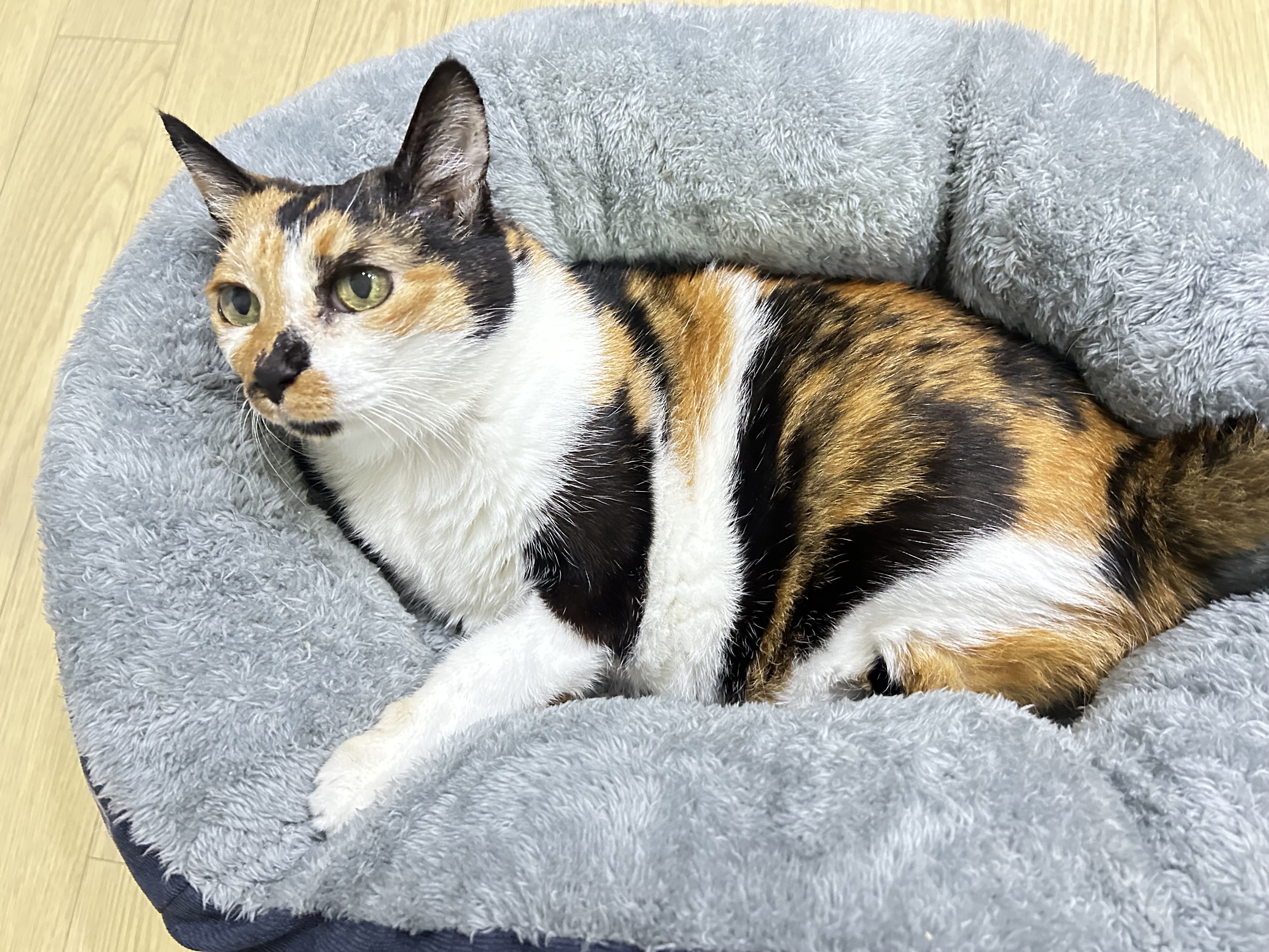엄빠가 생기신 묘르신 달이(달냥이)
