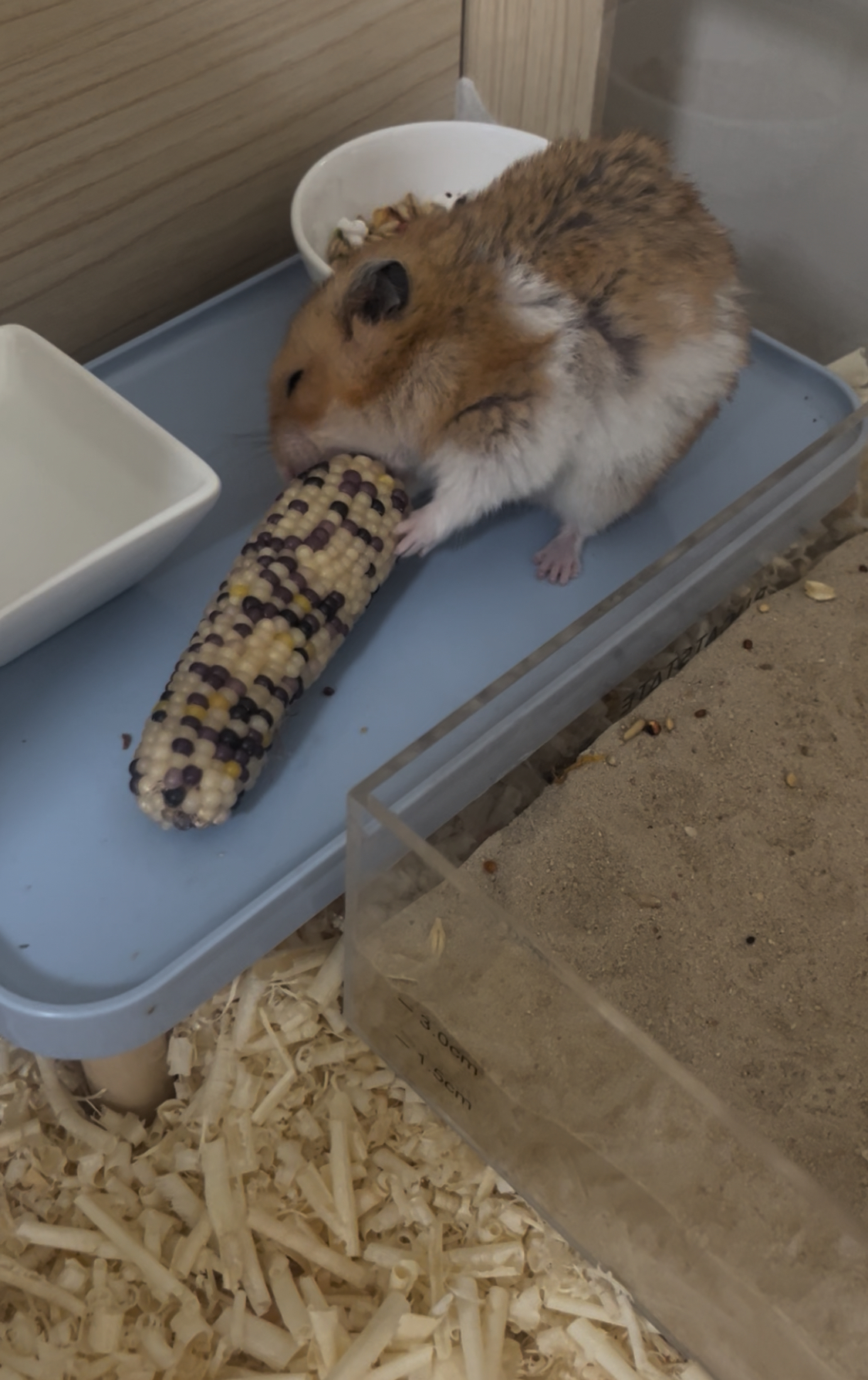 할배햄이 된 온햄이