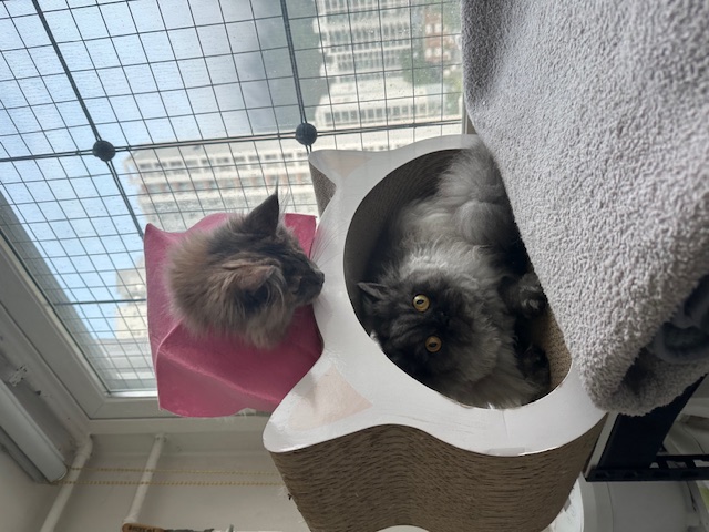 믿었는데...이럴쭈가....으어어엉~~복수하겠다옹.." 구 라비