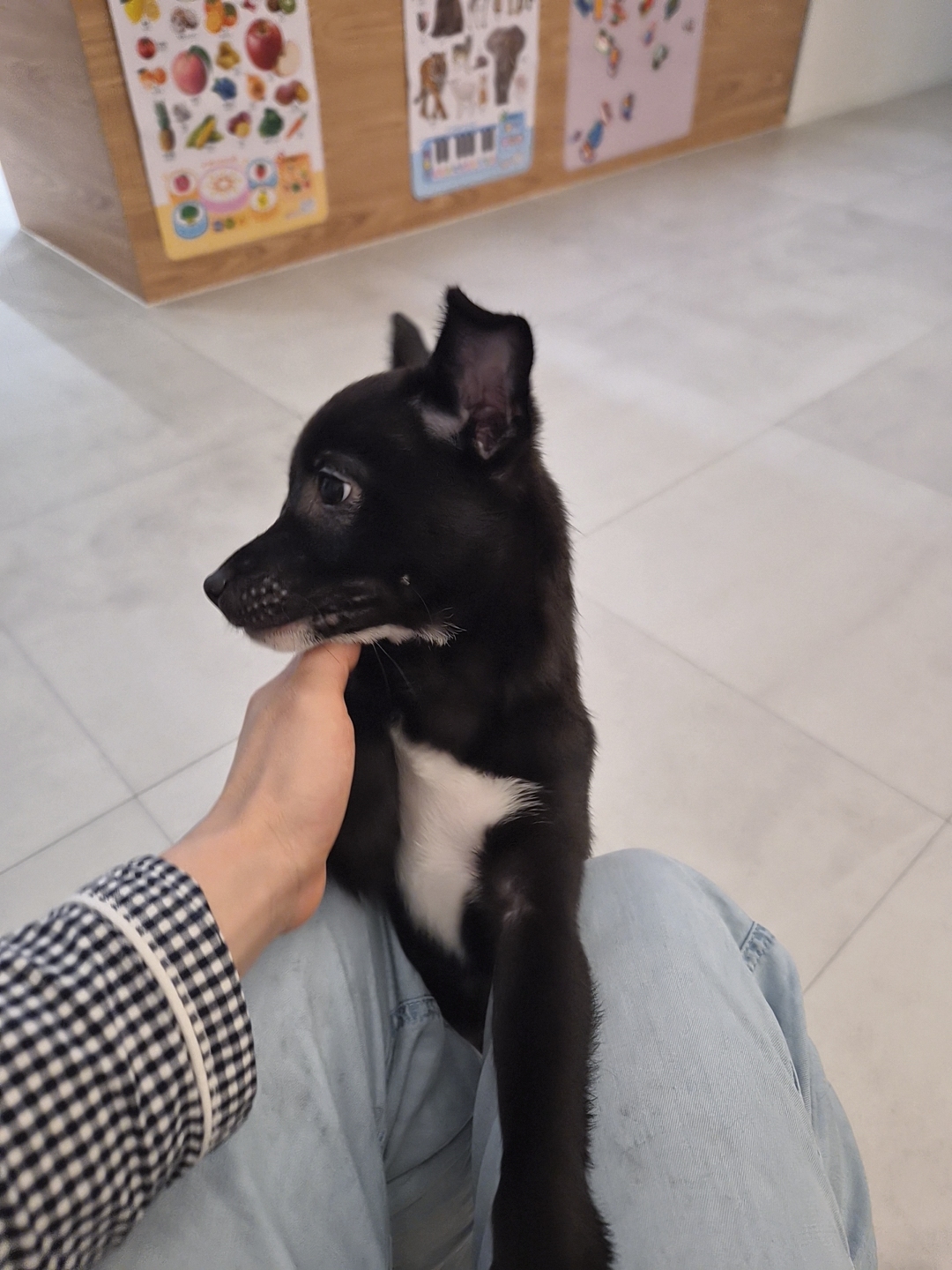 초코 쿠키 (두두 지지) 1주일 후기