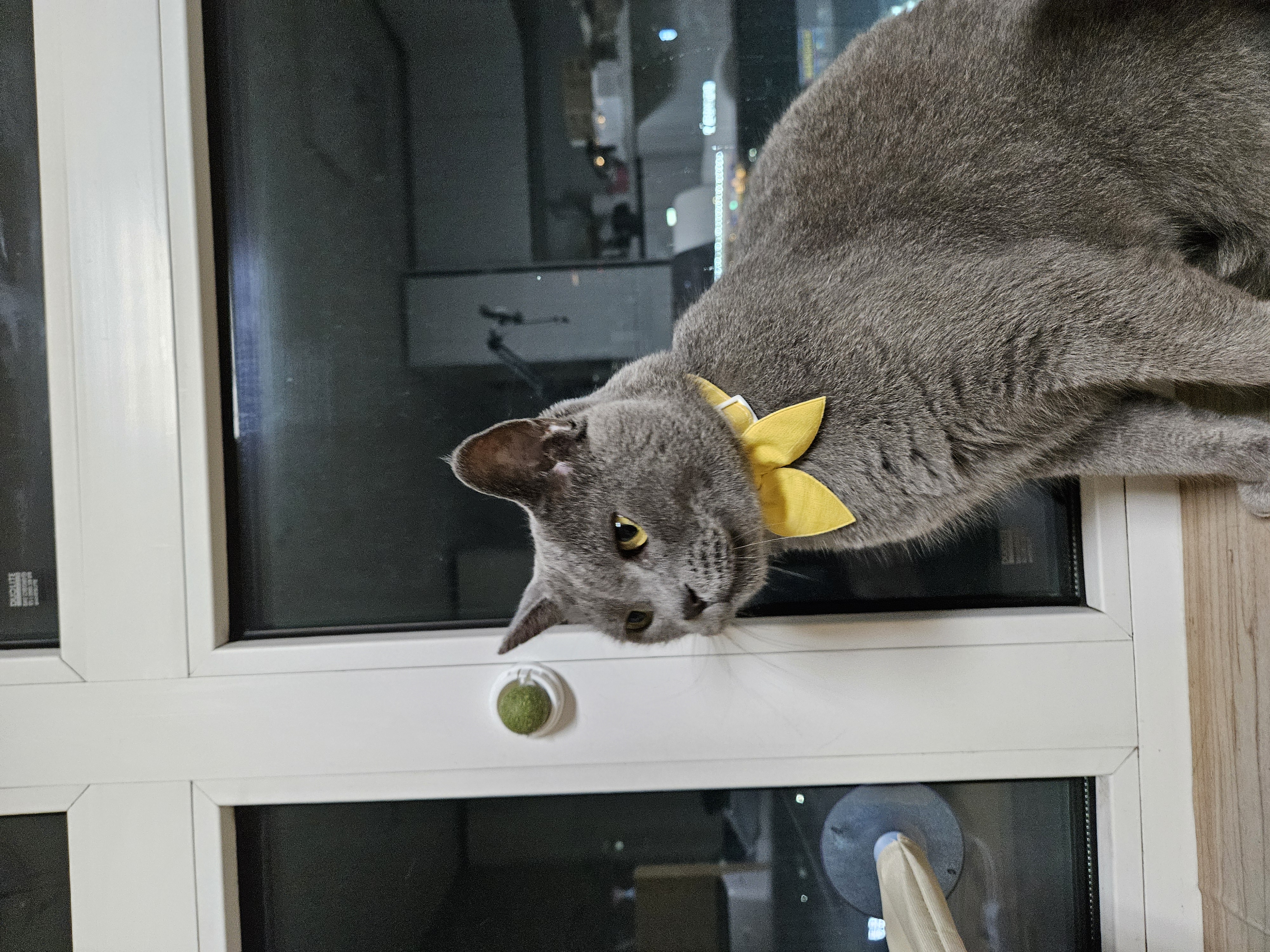 페이 (구 페퍼) 1달차  입양후기