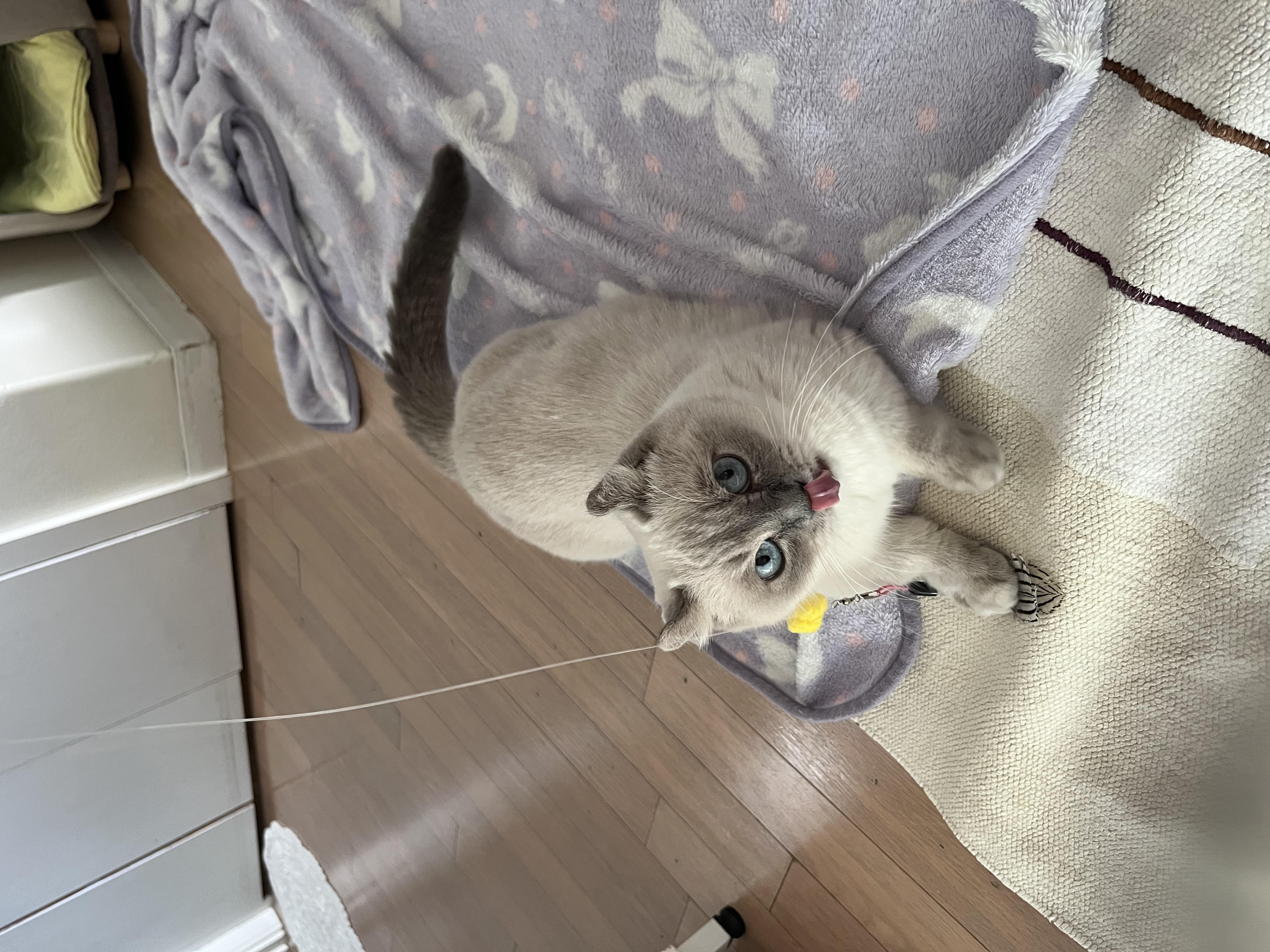 임시보호 한달후 가족이된 하츄(버찌)