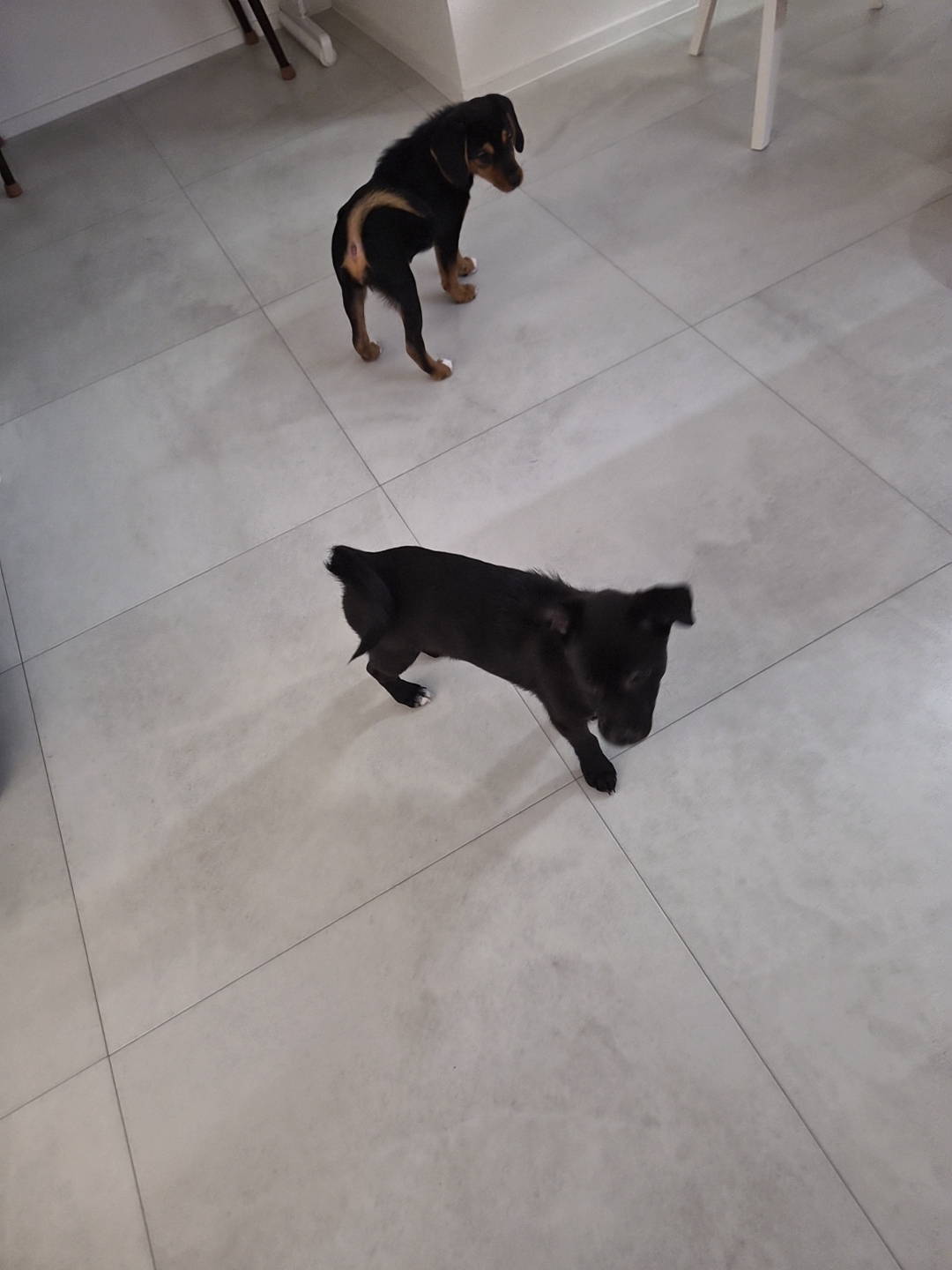 초코 쿠키 (두두 지지) 1주일 후기