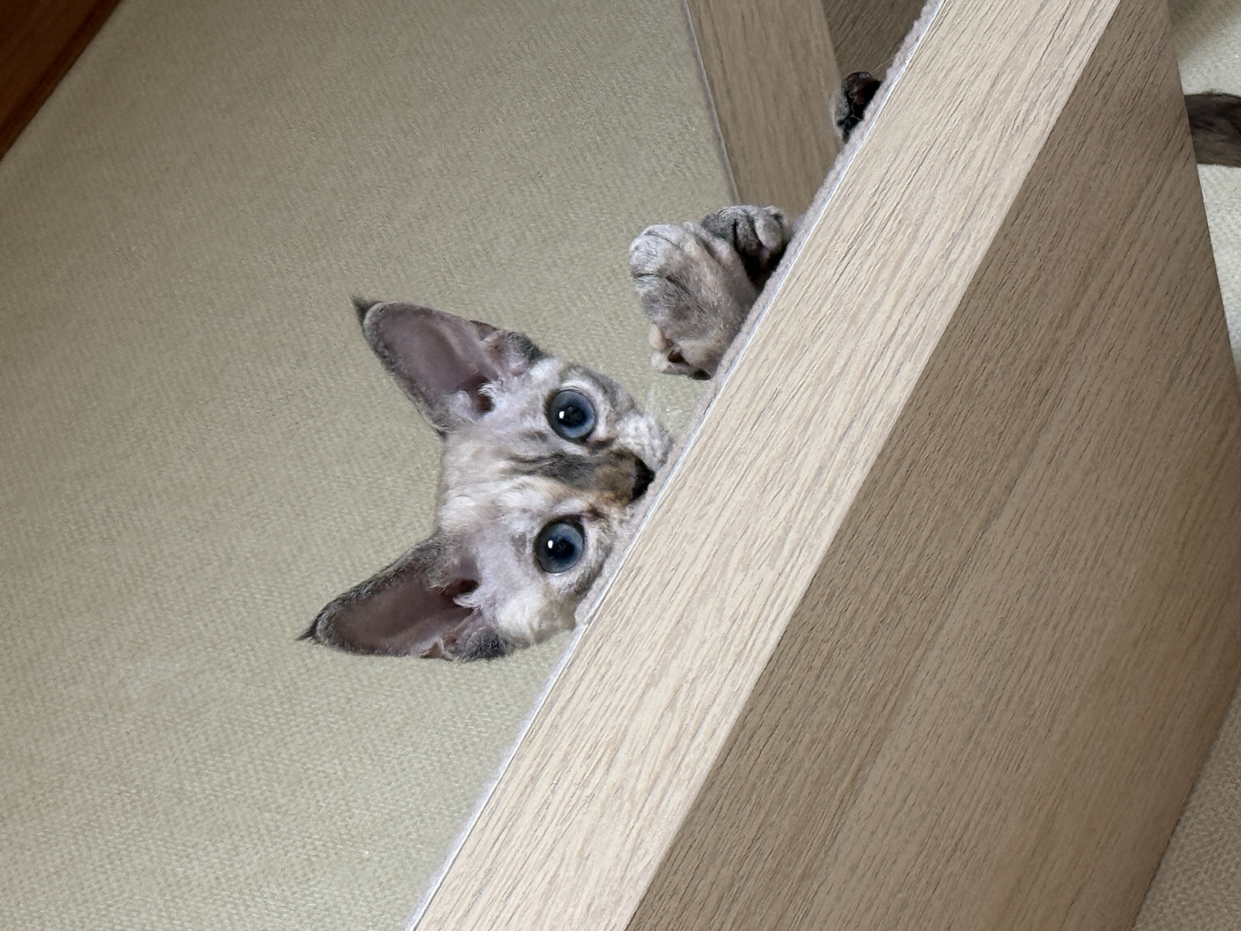 귀염둥이 새로 한달차