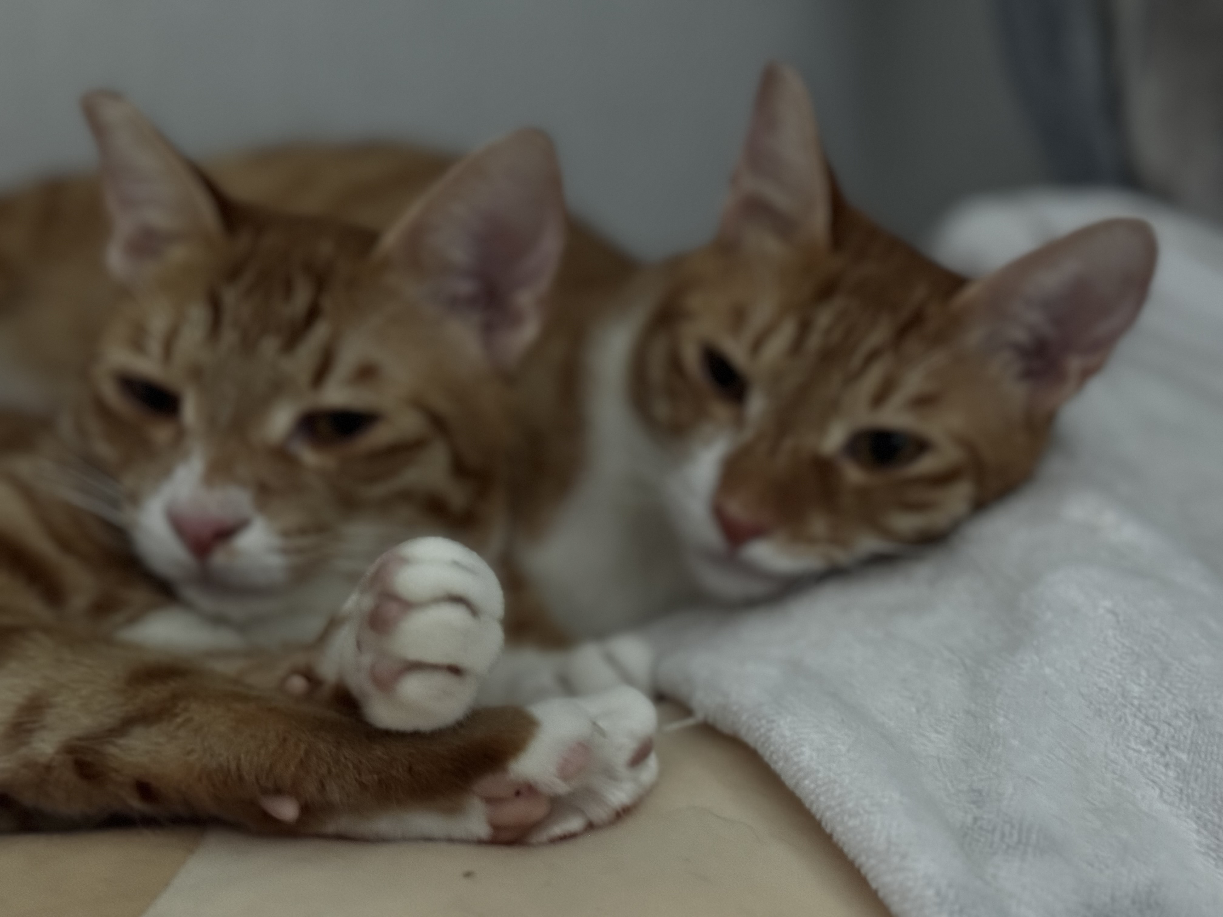 말랑콩떡과의 일년