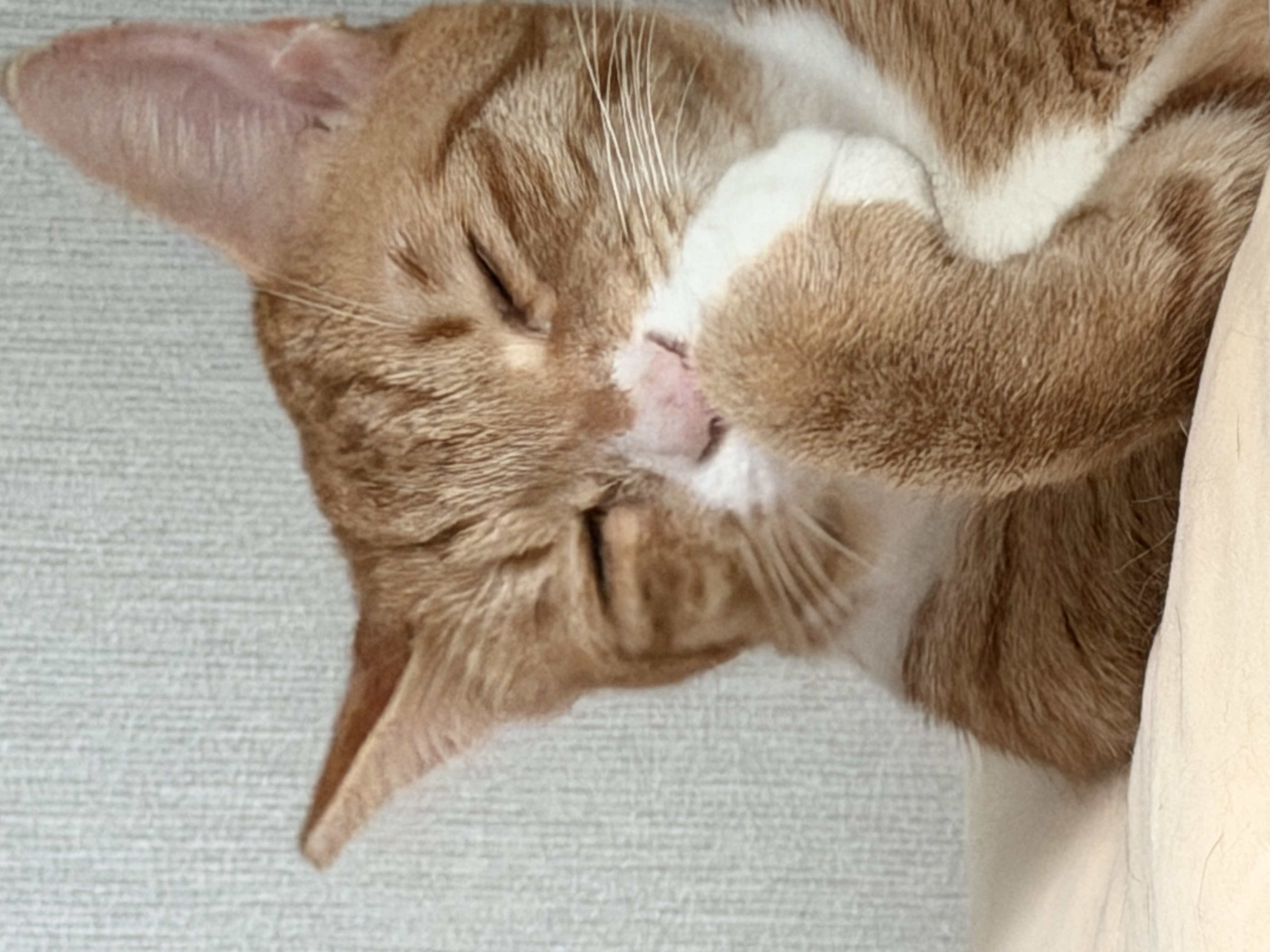 말랑콩떡과의 일년