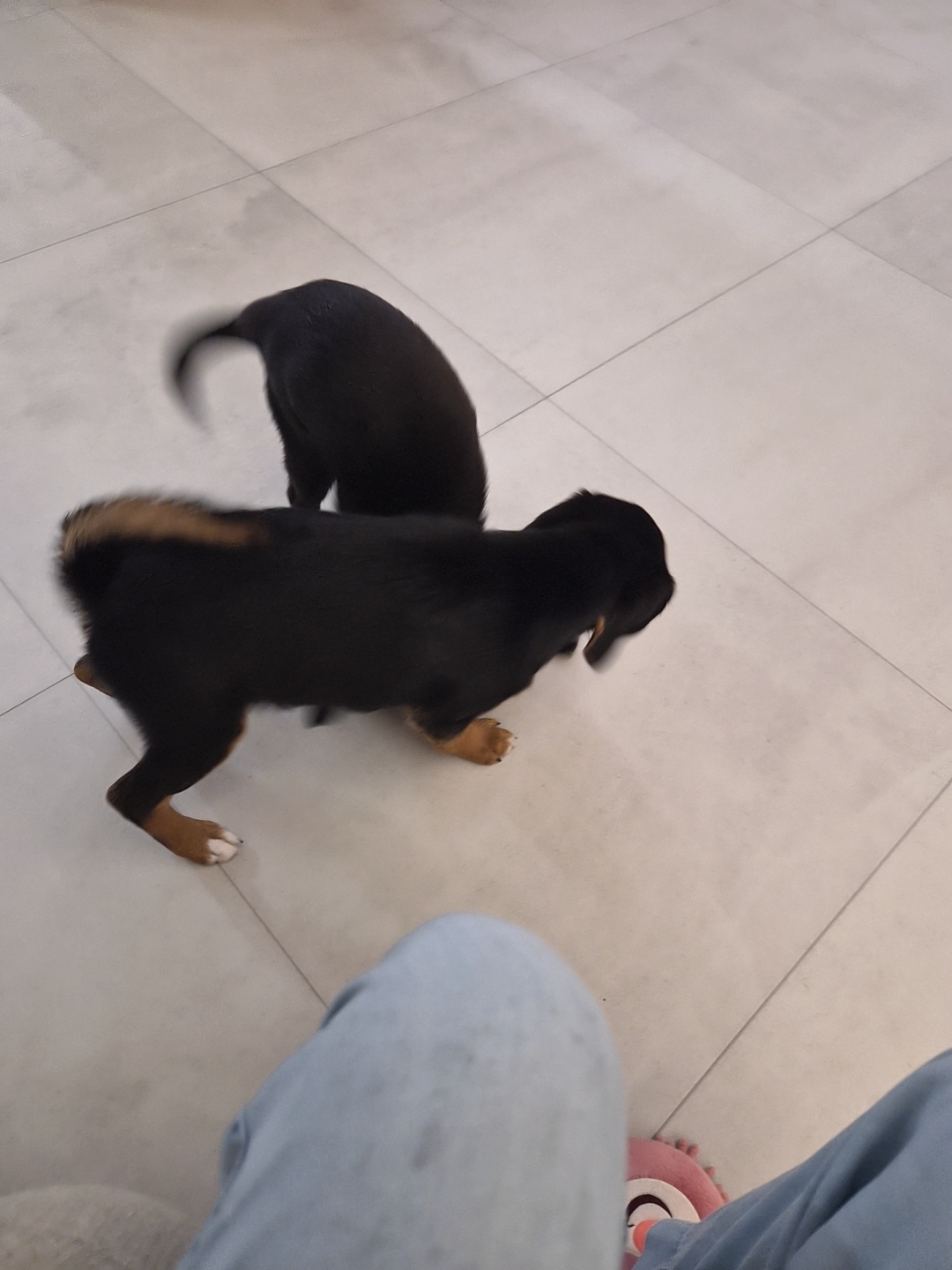 초코 쿠키 (두두 지지) 1주일 후기