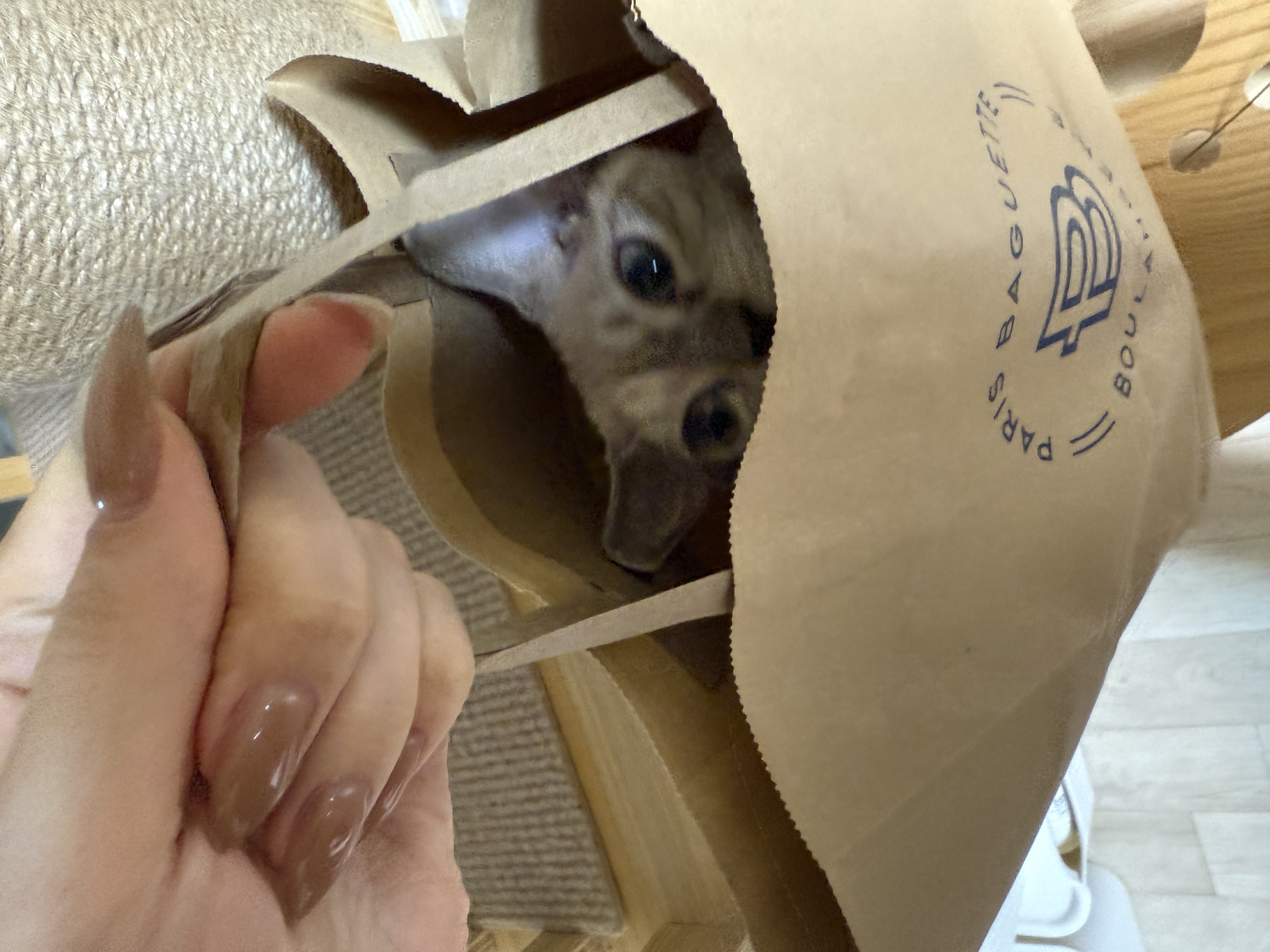 귀염둥이 새로 한달차