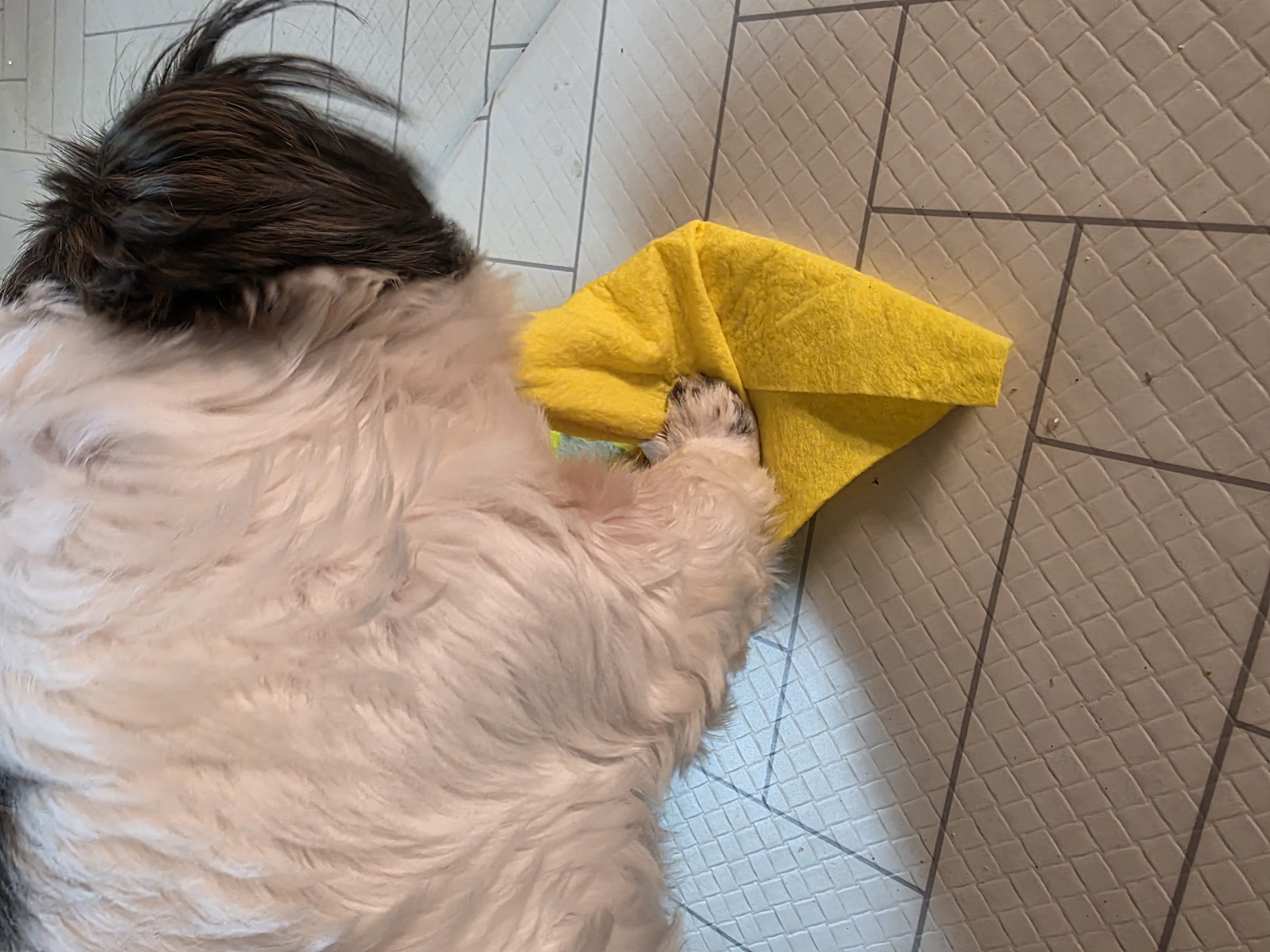 그래(입양 전 달바) 소식입니다^^