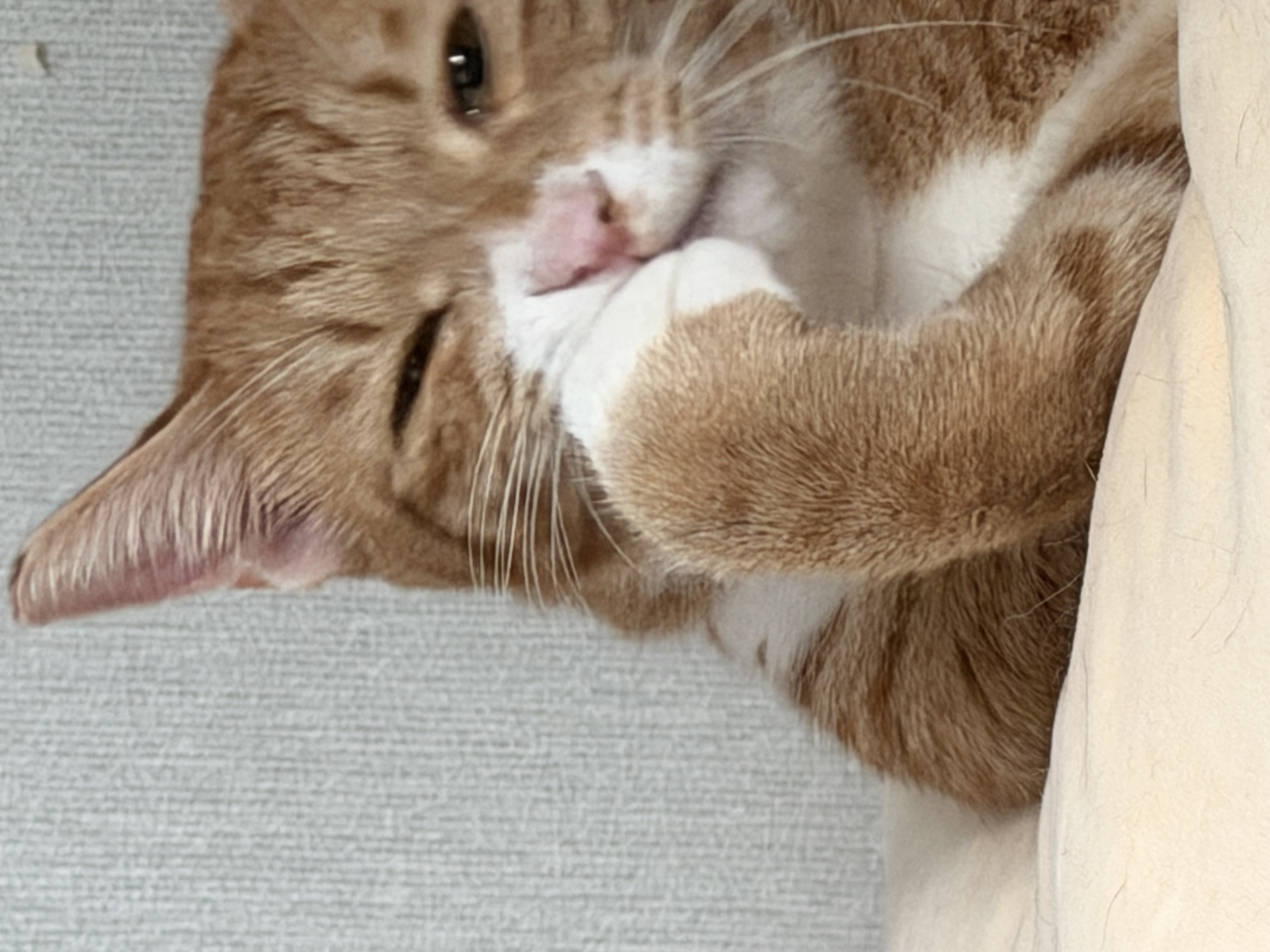 말랑콩떡과의 일년