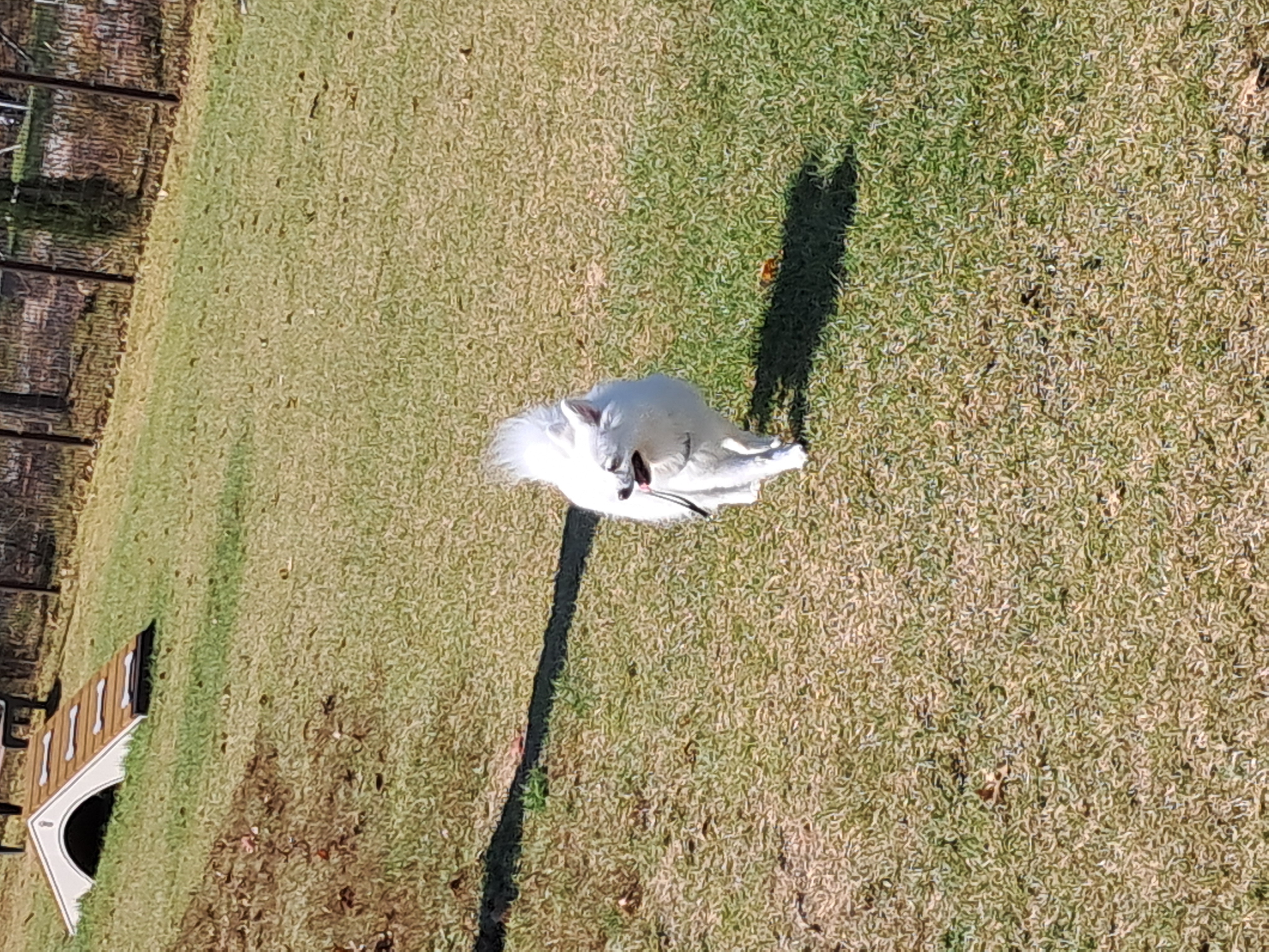 해피(뽀해)의 일상