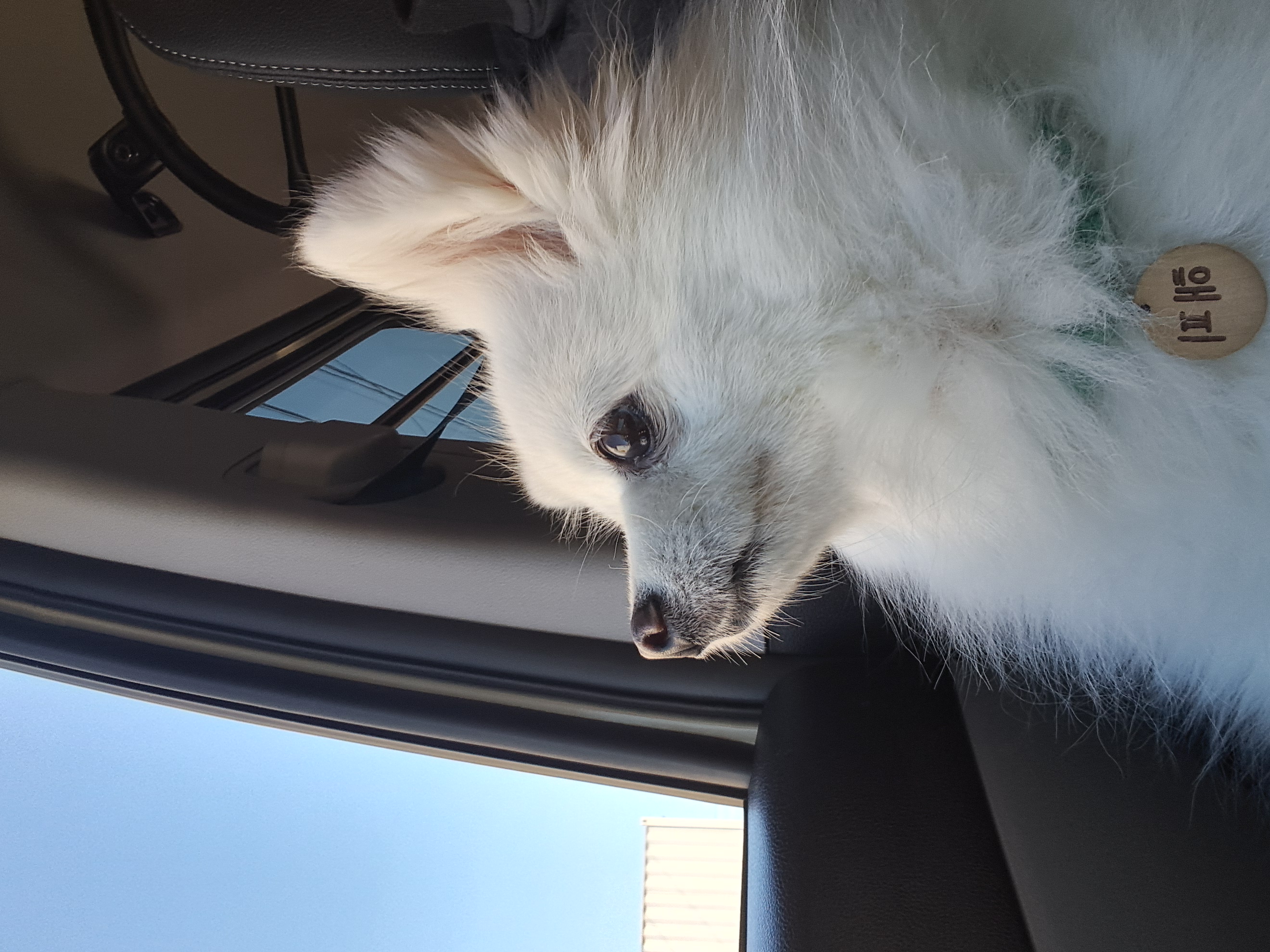 해피(뽀해)의 일상