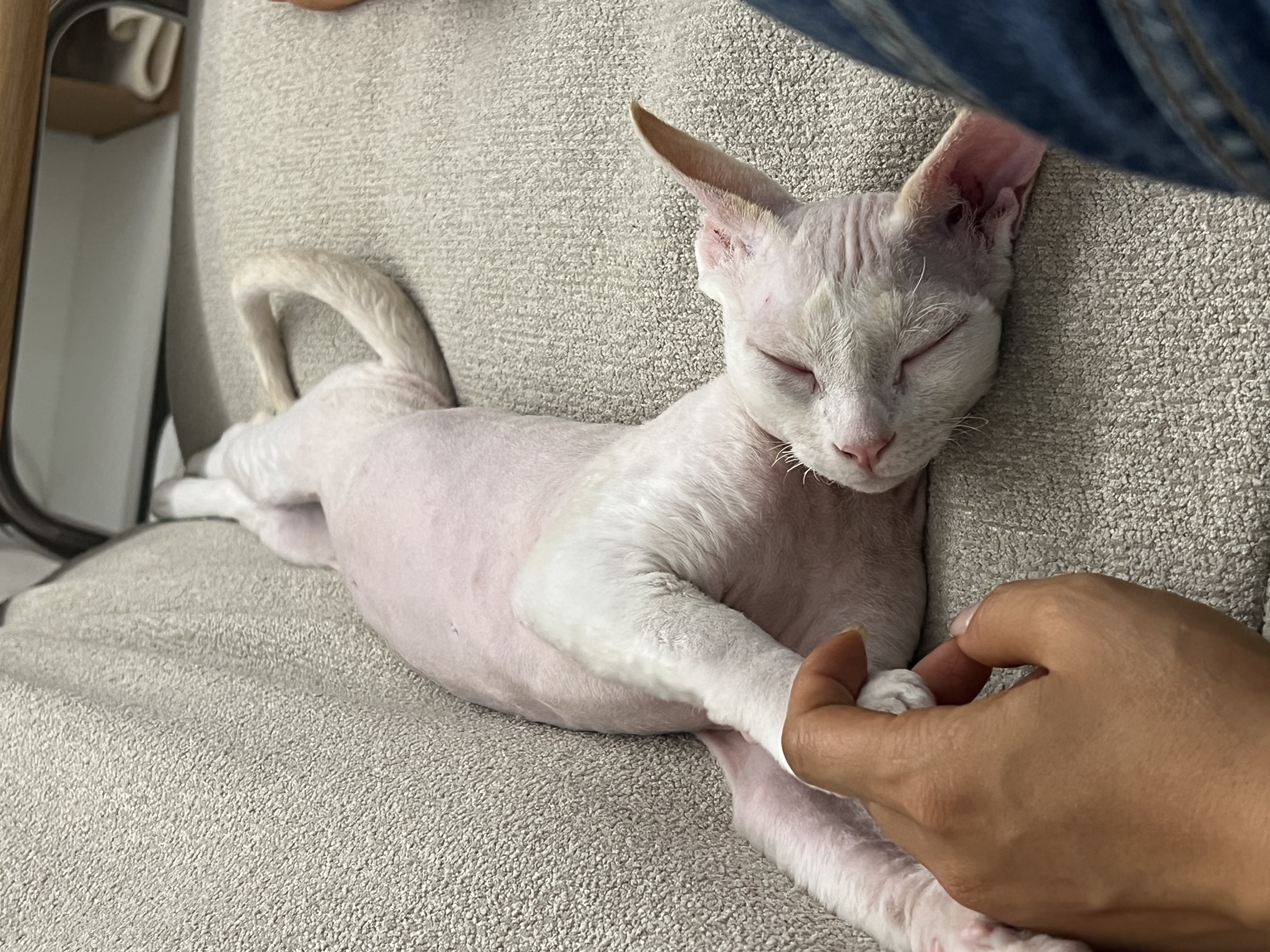 호냥이 입양 한달이 지났네요!