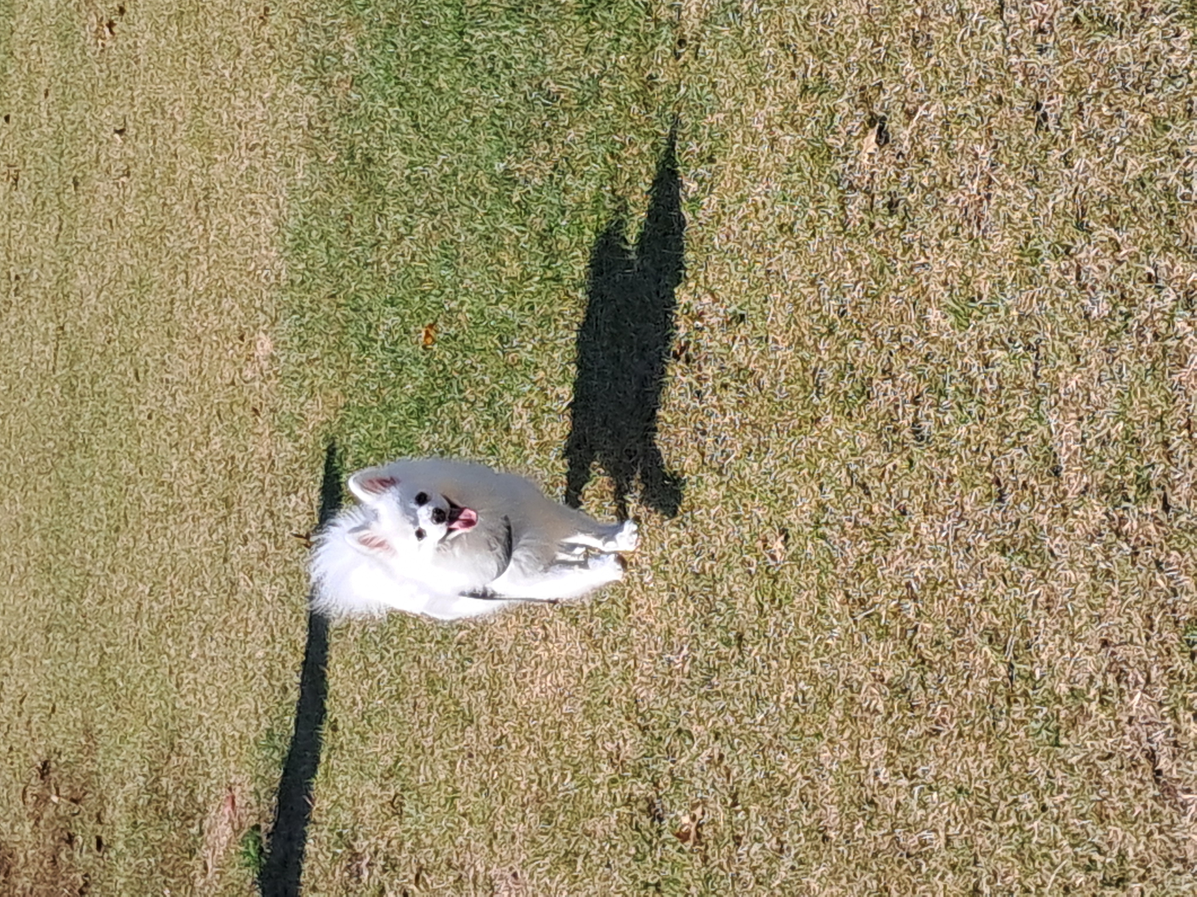 해피(뽀해)의 일상