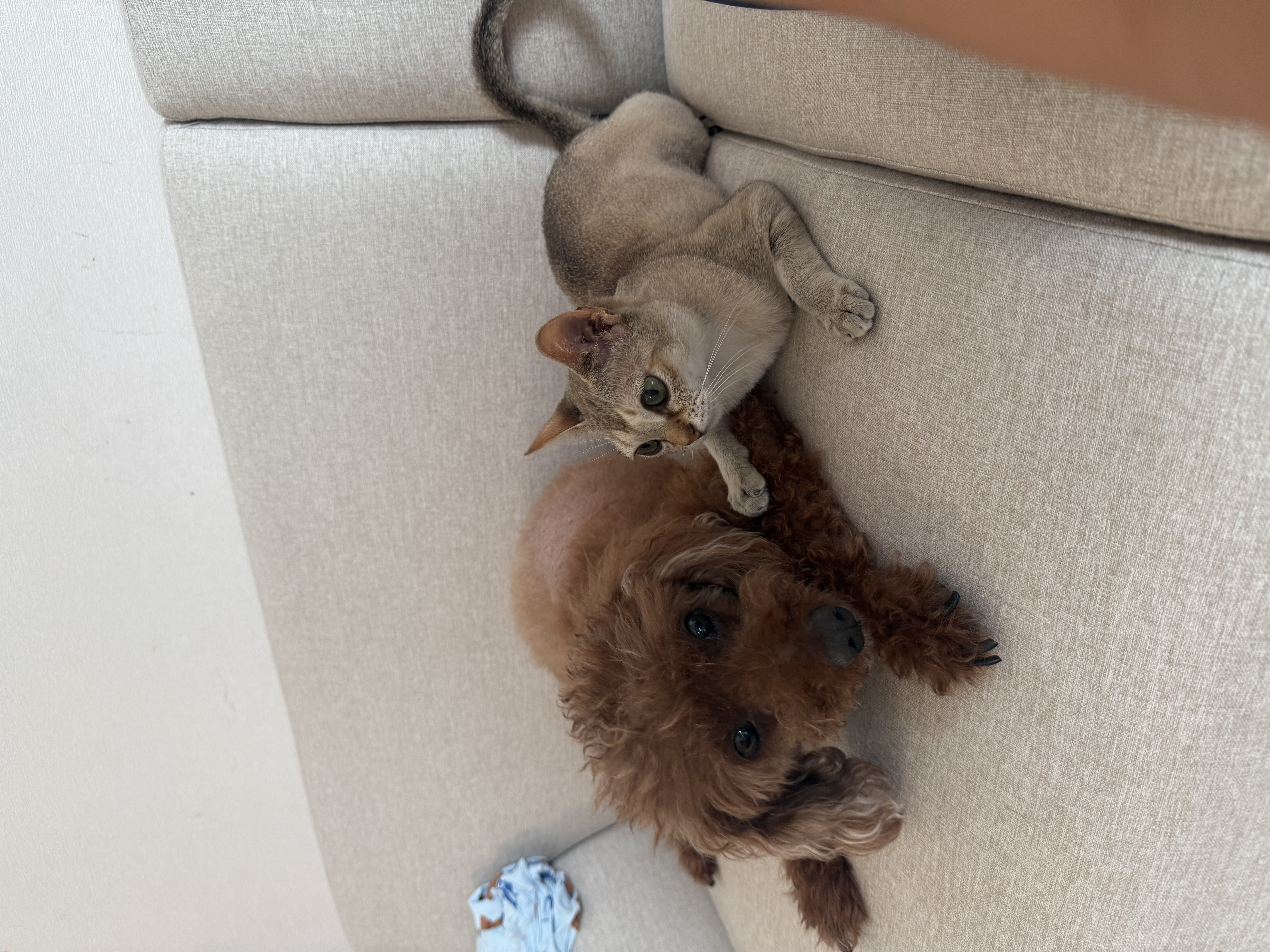 또봉이(이요)3개월 후기