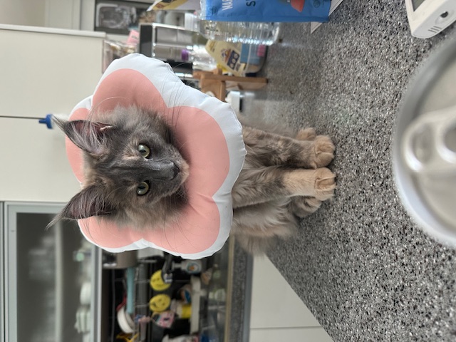 믿었는데...이럴쭈가....으어어엉~~복수하겠다옹.." 구 라비