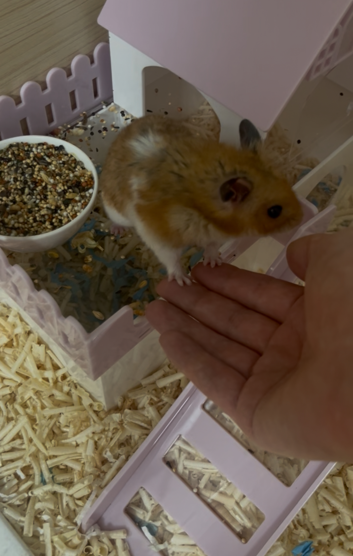 할배햄이 된 온햄이