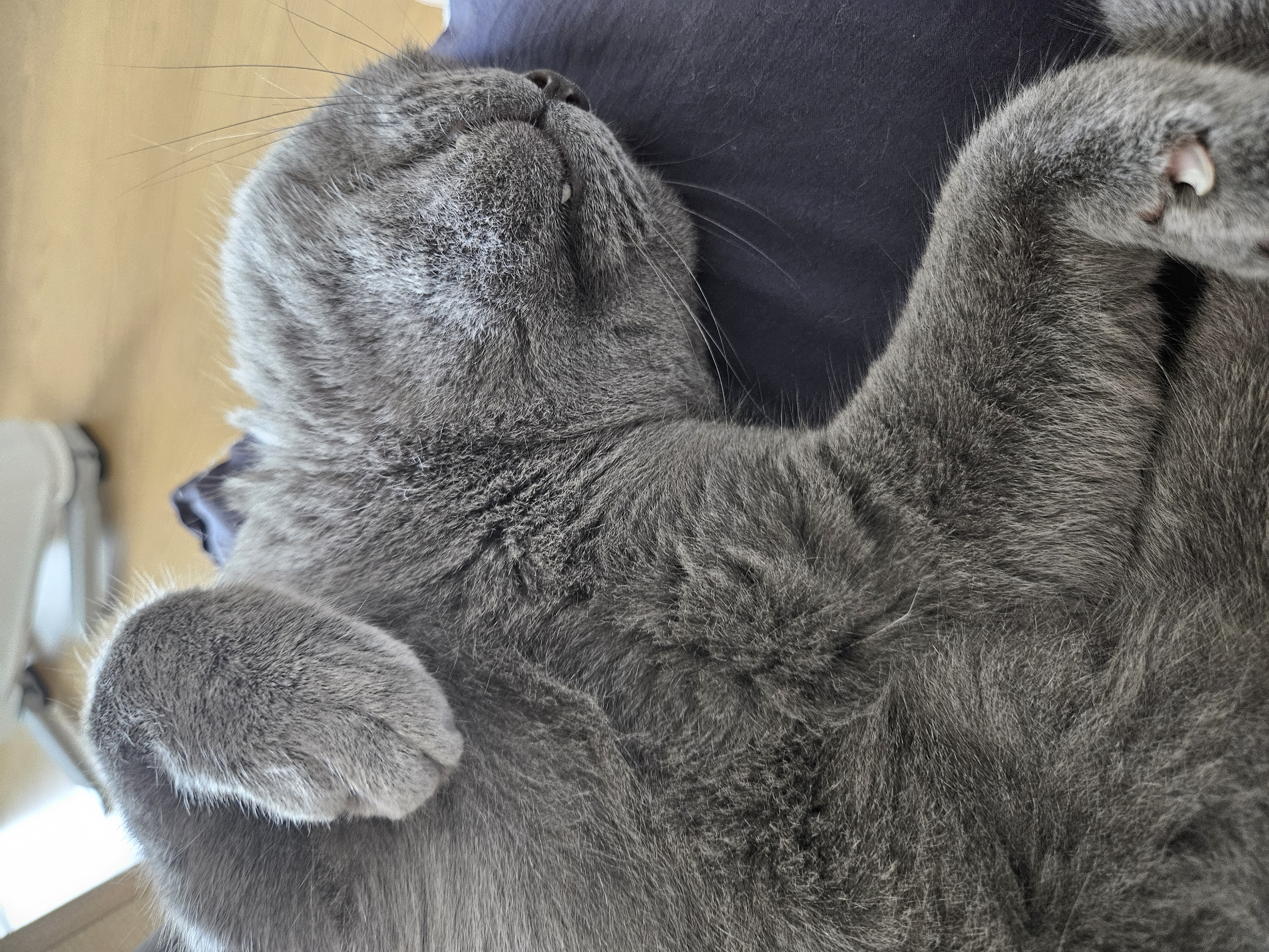 페이 (구 페퍼) 1달차  입양후기