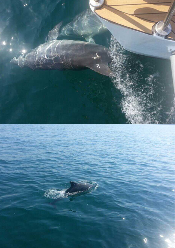 쇼장에서 야생으로 돌아간 돌고래 제돌이, 춘삼이 사진