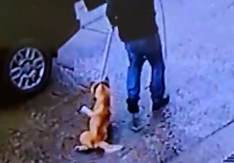 대문 안 반려견을 마취제로 포획? 동물 민원엔 더 면밀한 고려가 필요합니다