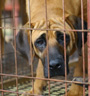 개식용 산업의 참혹한 실태