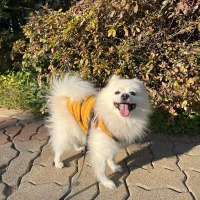 반려견 울림이 가족의 후원