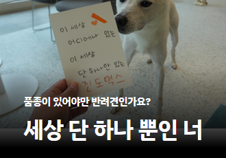 품종이 있어야만 반려견인가요? 세상 단 하나 뿐인 너