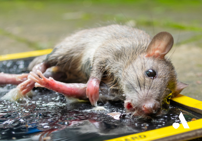 쥐 끈끈이덫, 편리함에 묻힌 비명