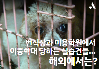 번식장과 미용학원에서 이중학대 당하는 실습견들... 해외에서는?