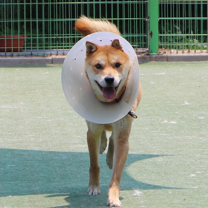 루카스